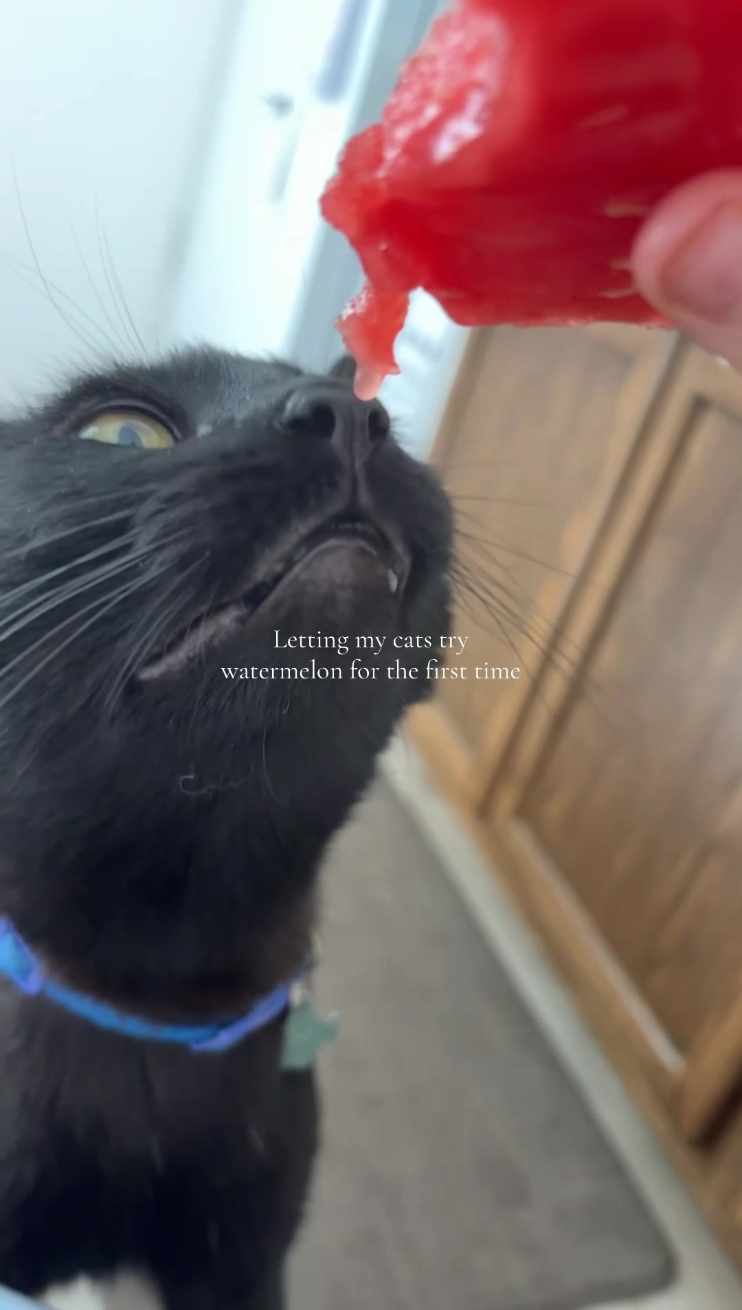 @Biggy smalls🐈⬛