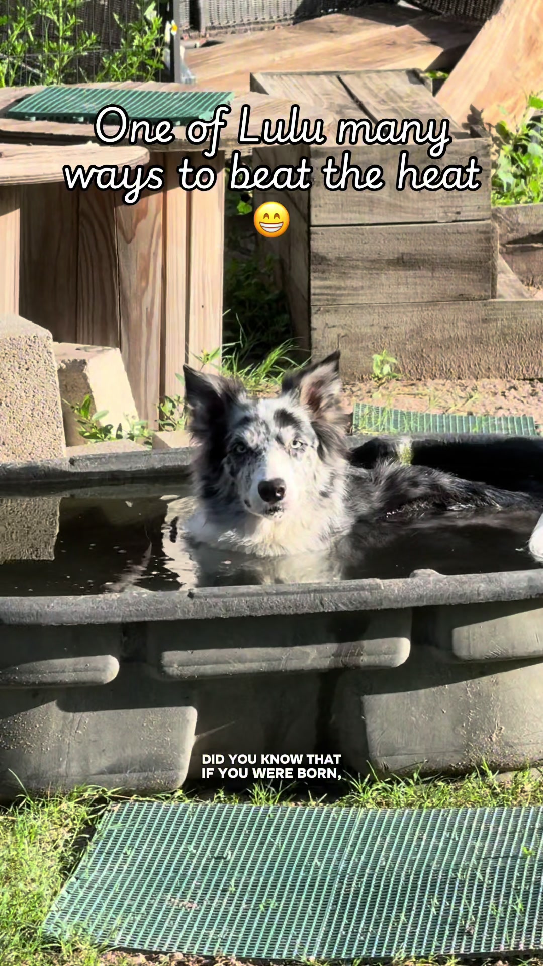 @jesswithallheranimals