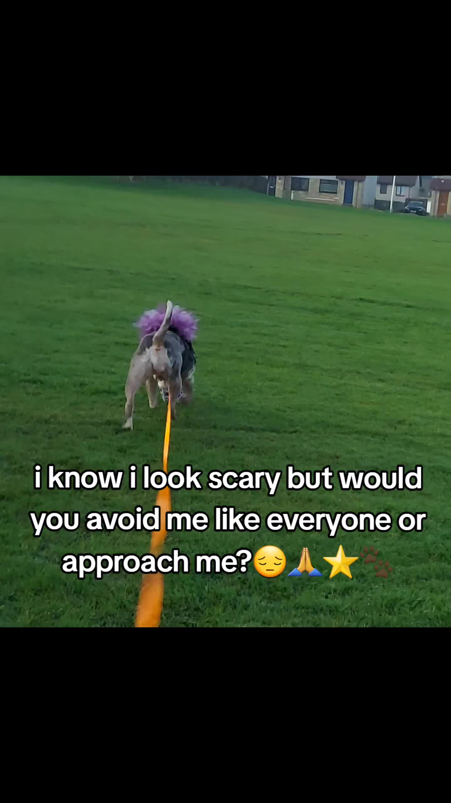 @kirsty+starlight the xl bully