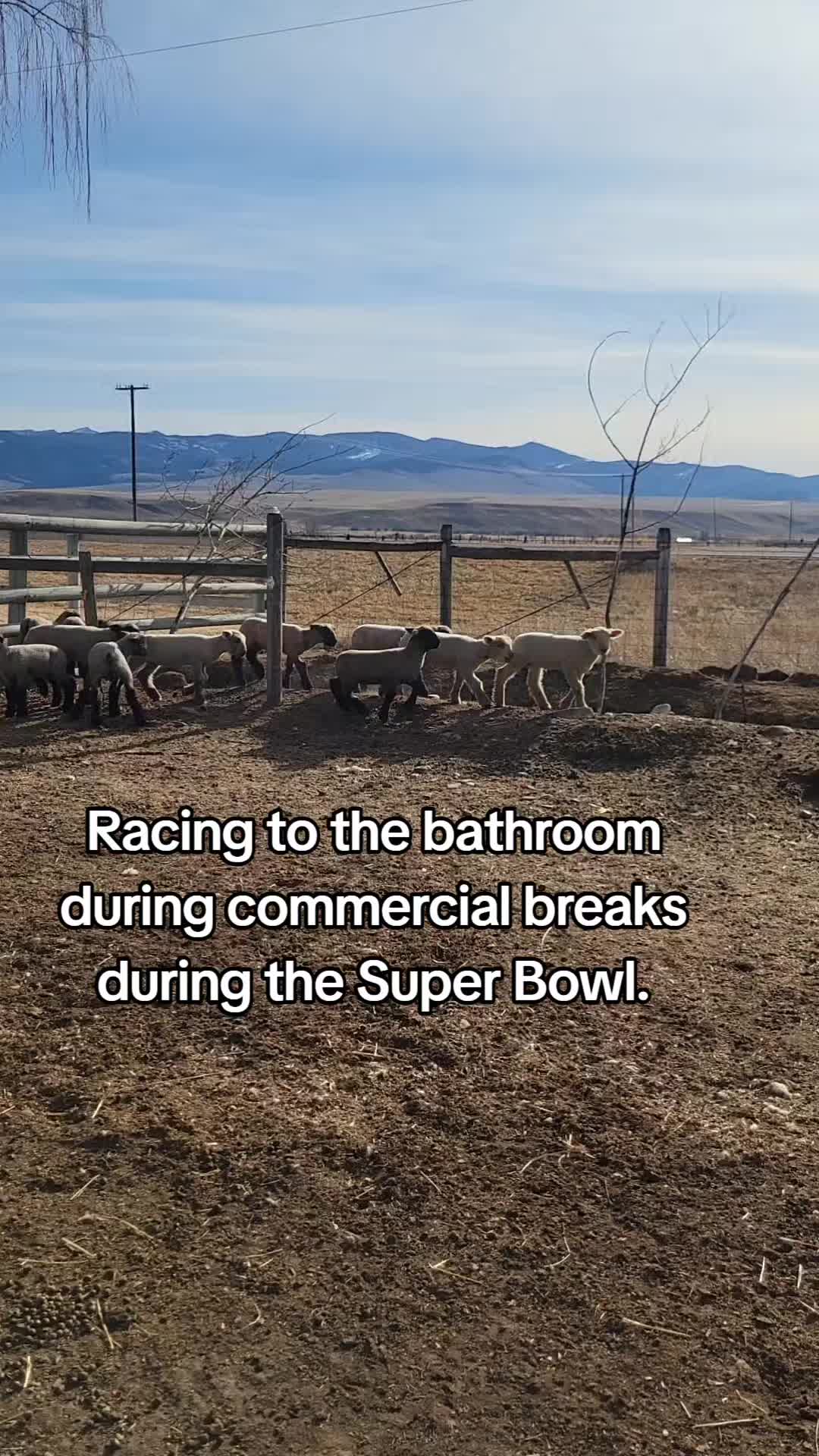 @Skinner Show Lambs