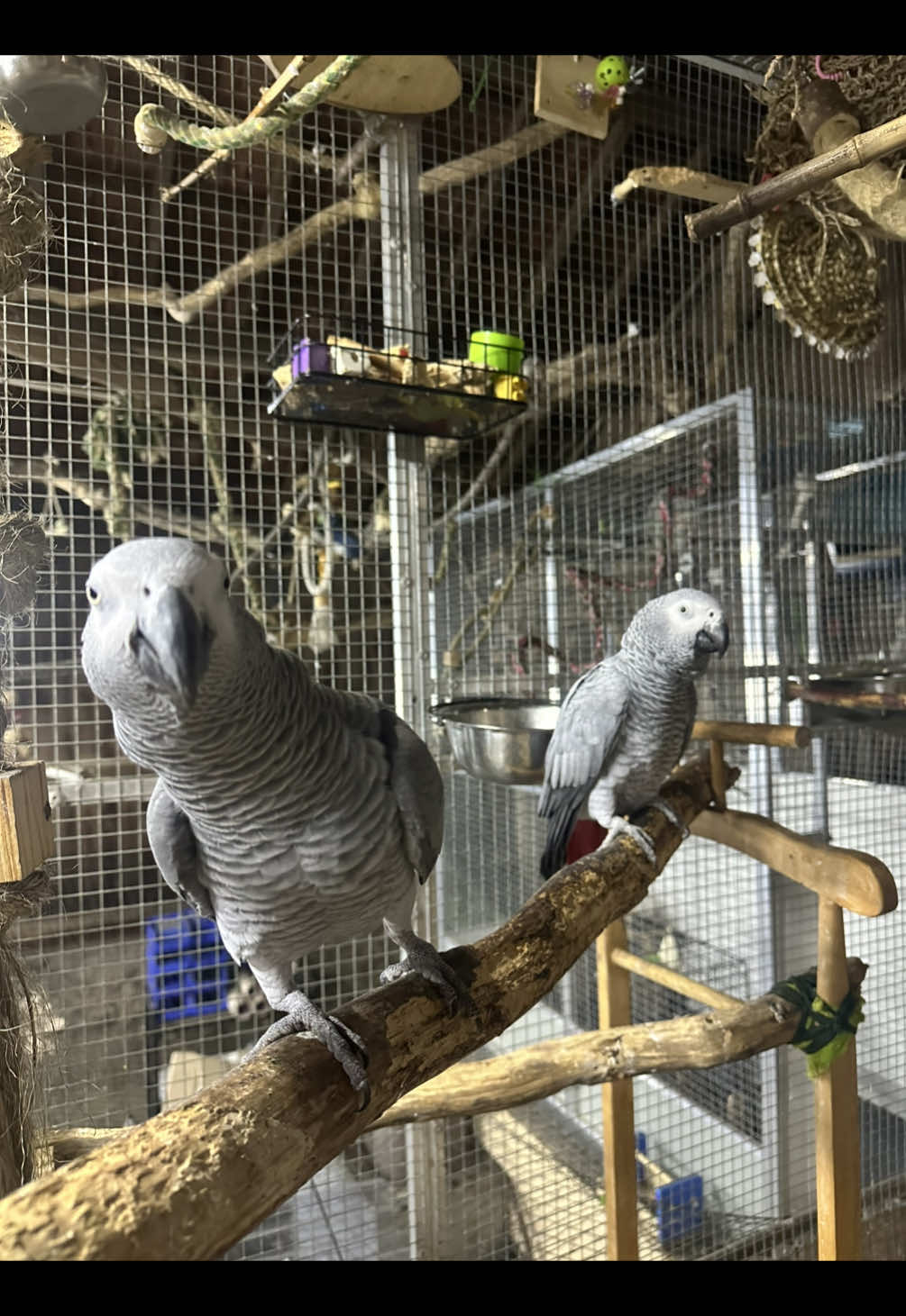 @(Célia)BeHappyWithParrots🦜