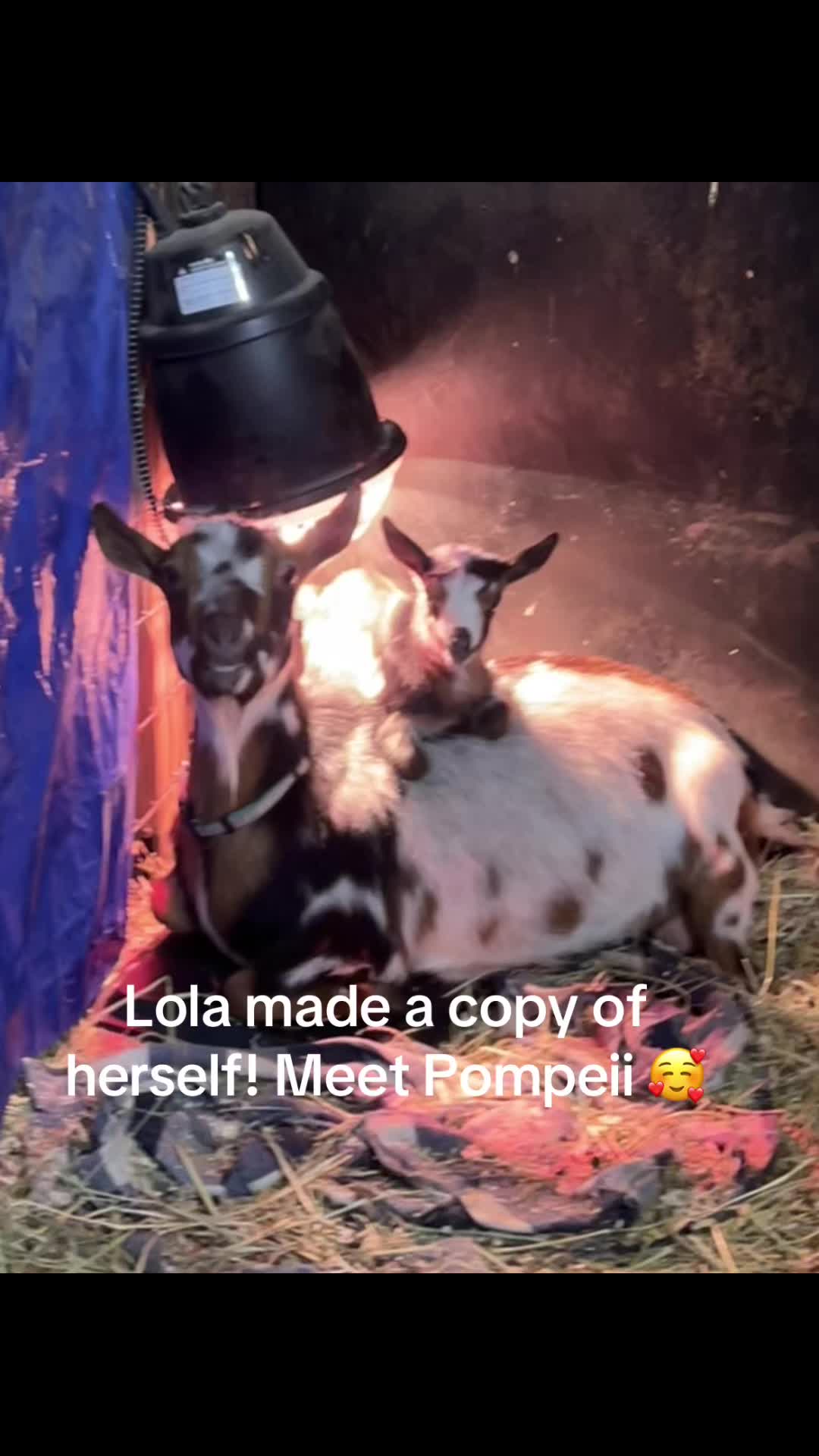 @WollamFarm