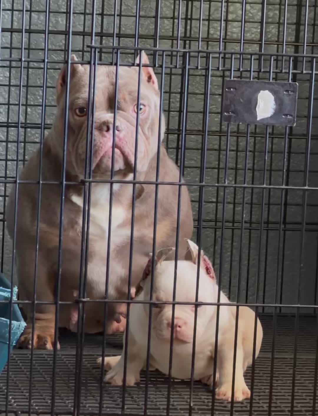 @SGBULLYZ