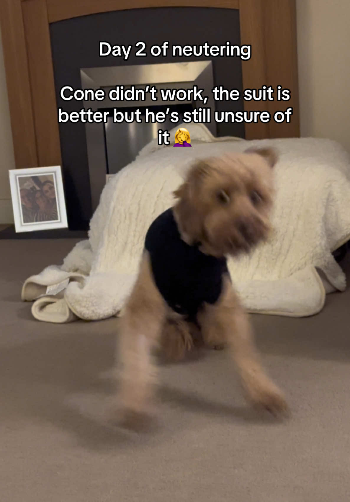 @Max the cavapoo 🐾