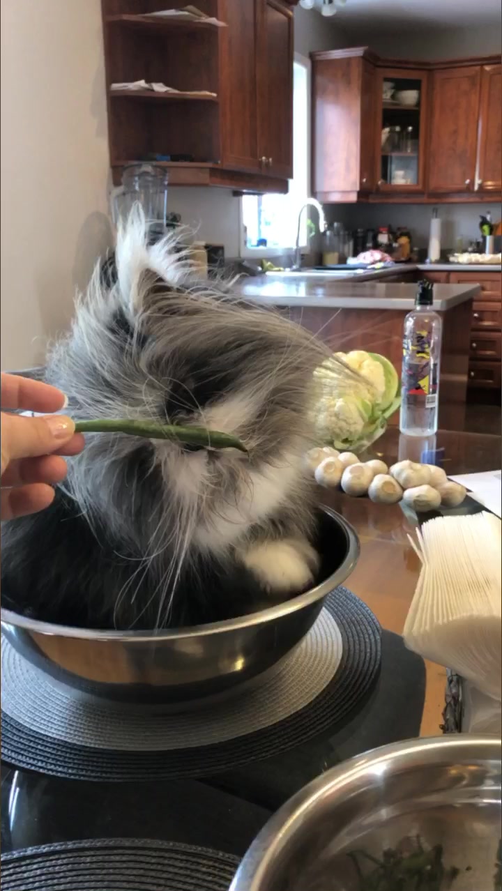 @atchoumthecat