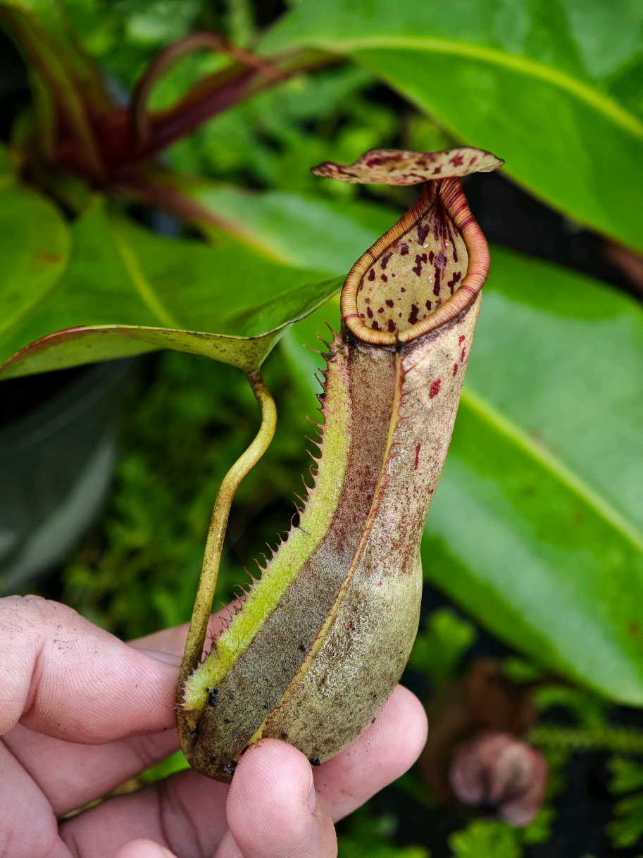 @GSp.Rayong Nepenthes