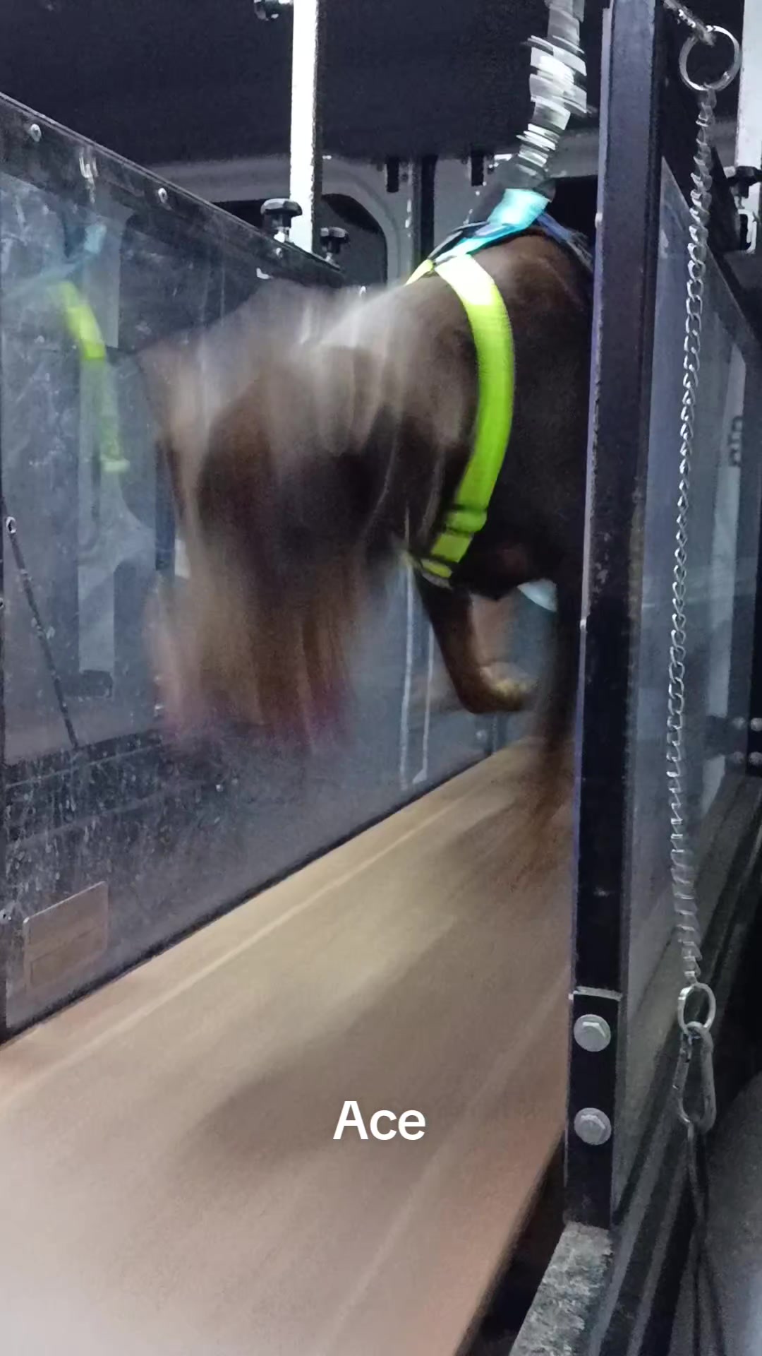 @Canine Conditioning
