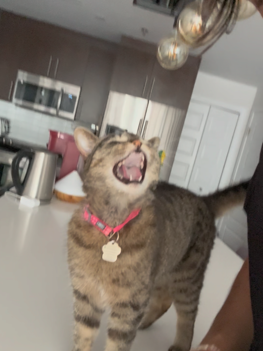 @Bellarda the cat