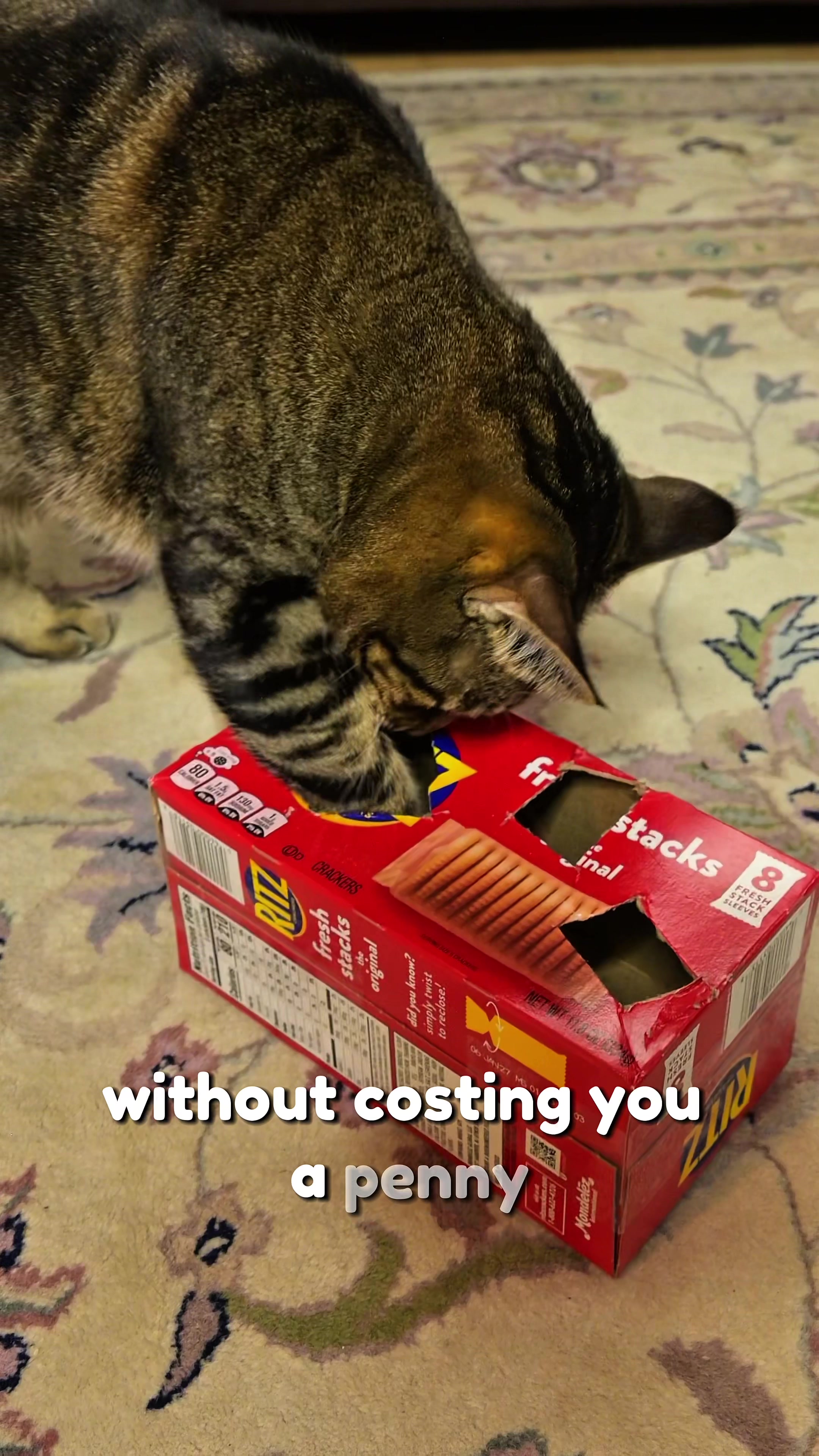 @Leon The Cat Dad
