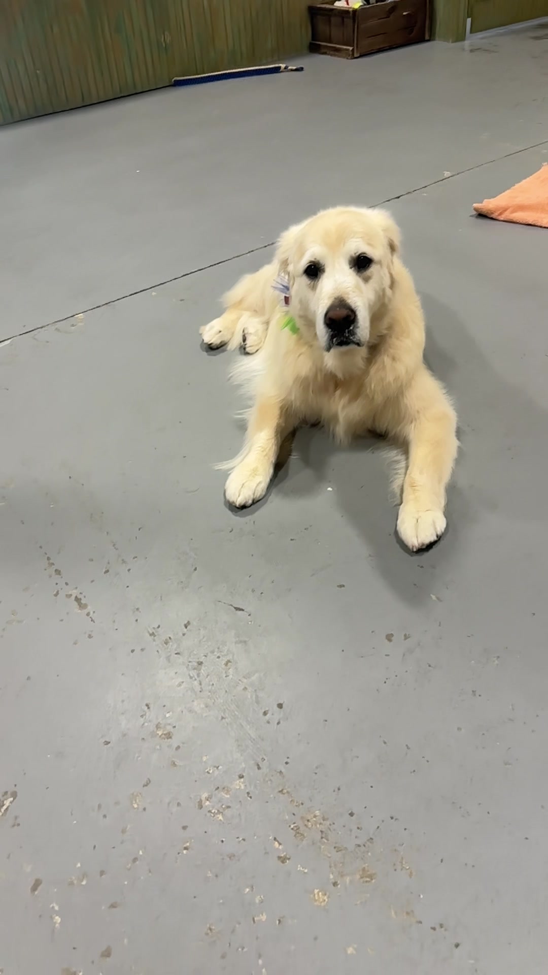 @K-9 Cleaner🐶