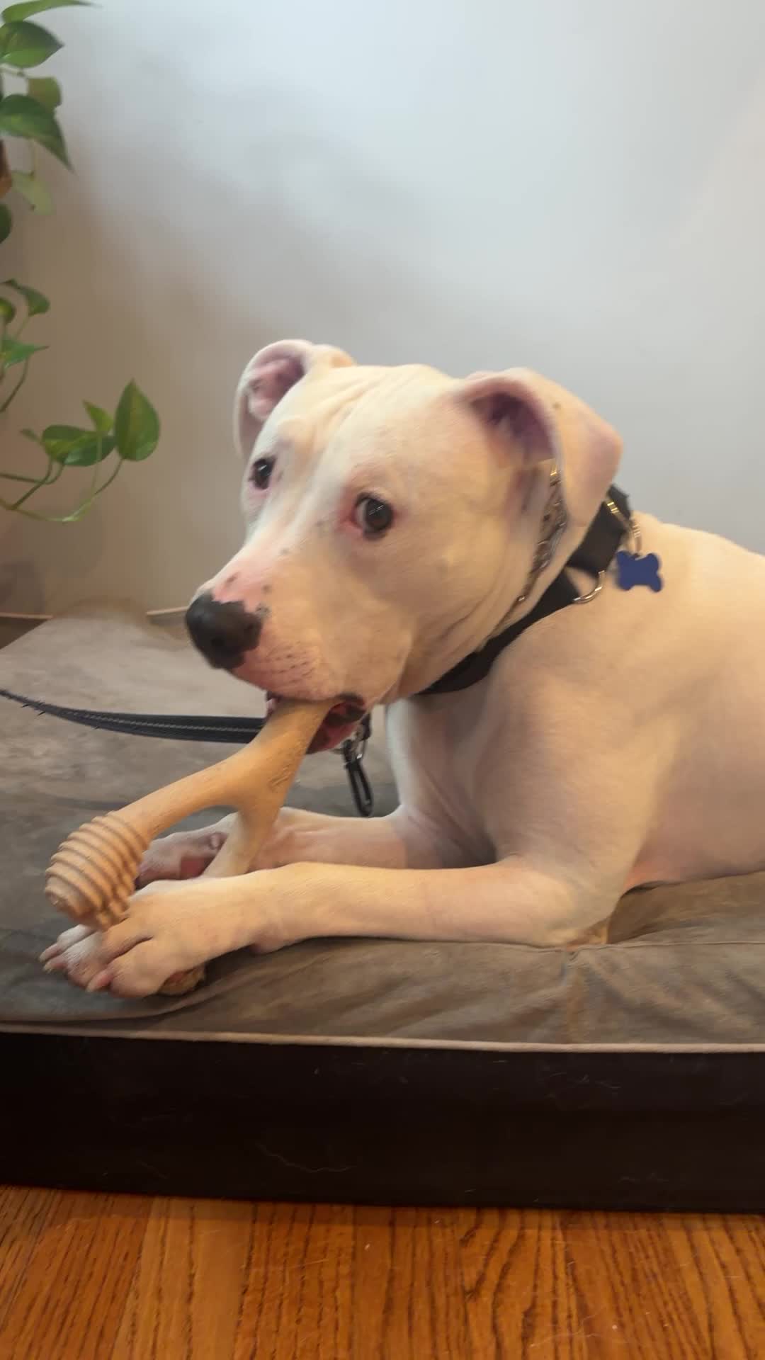 @dogstrainjen