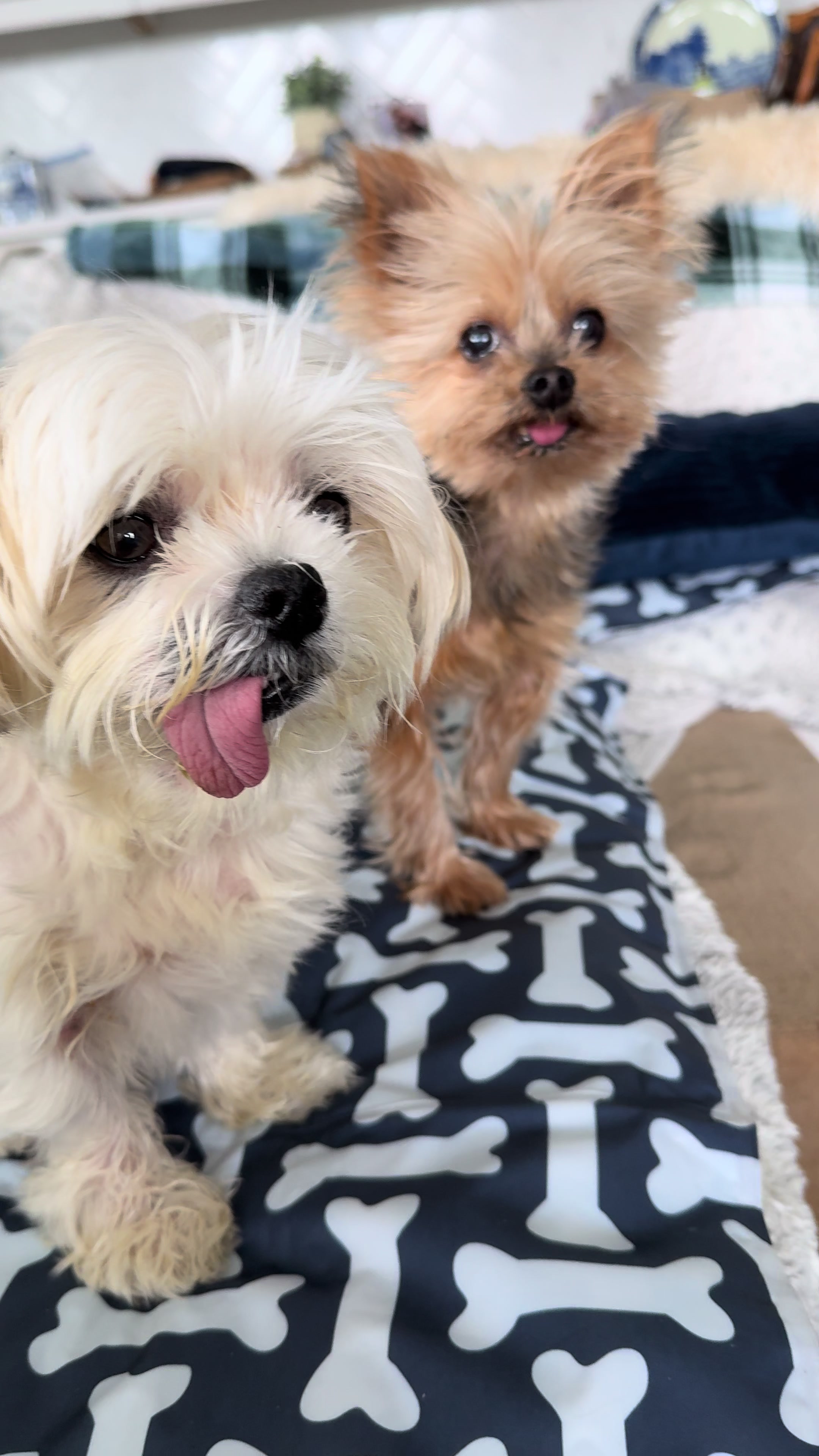 @My_4_Yorkies