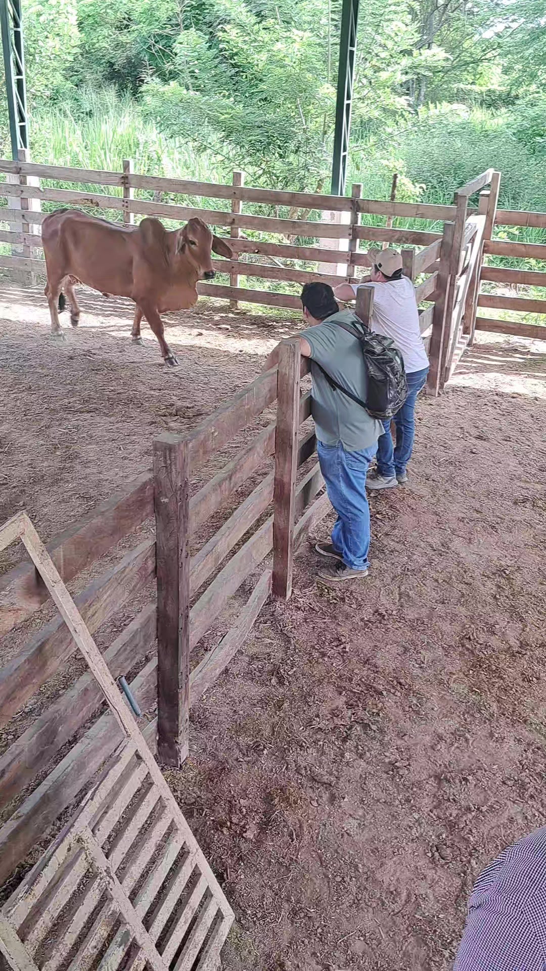 @☆SoyHjalmarVera🤠✅️