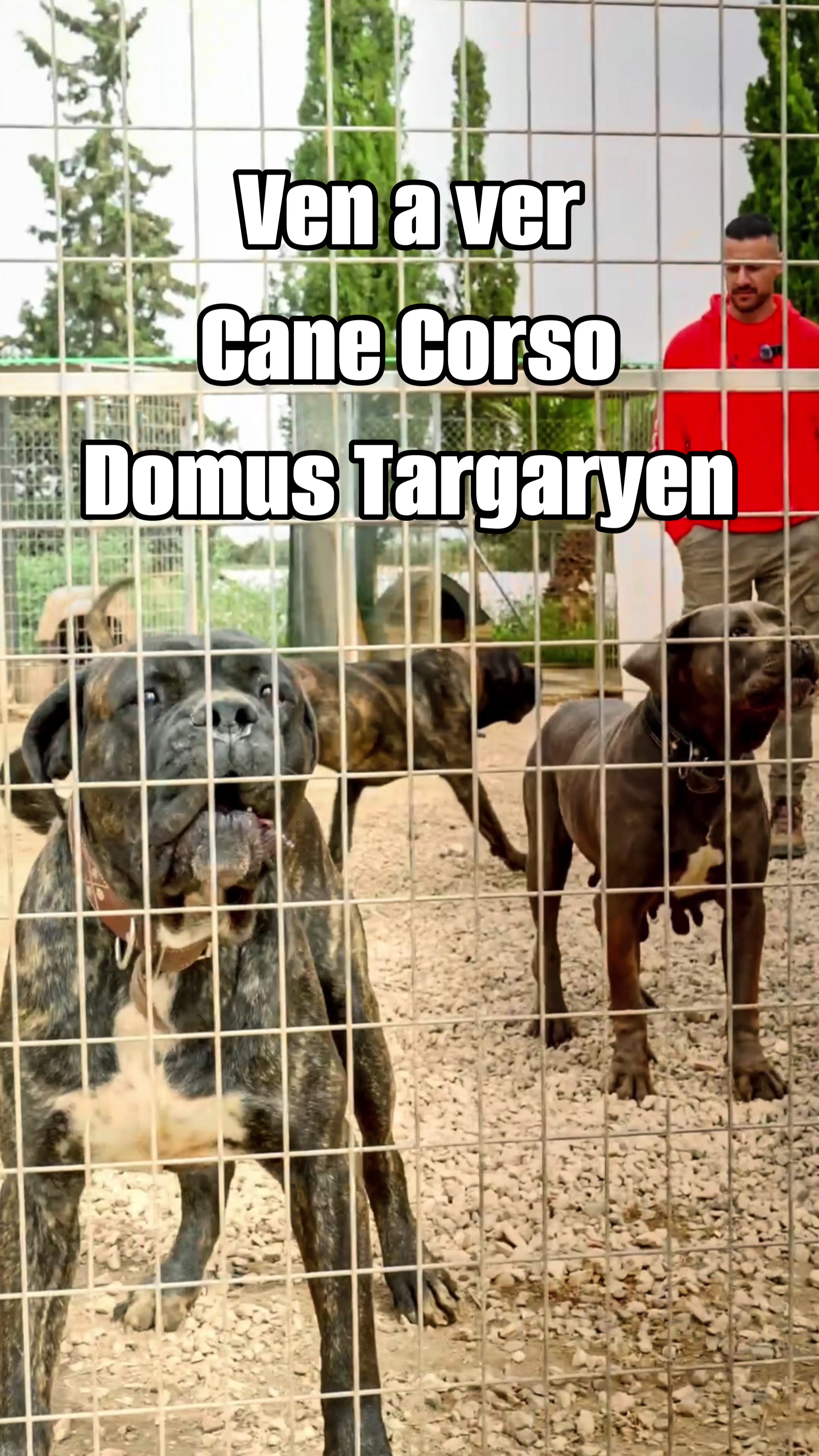 @Cane Corso Domus Targaryen