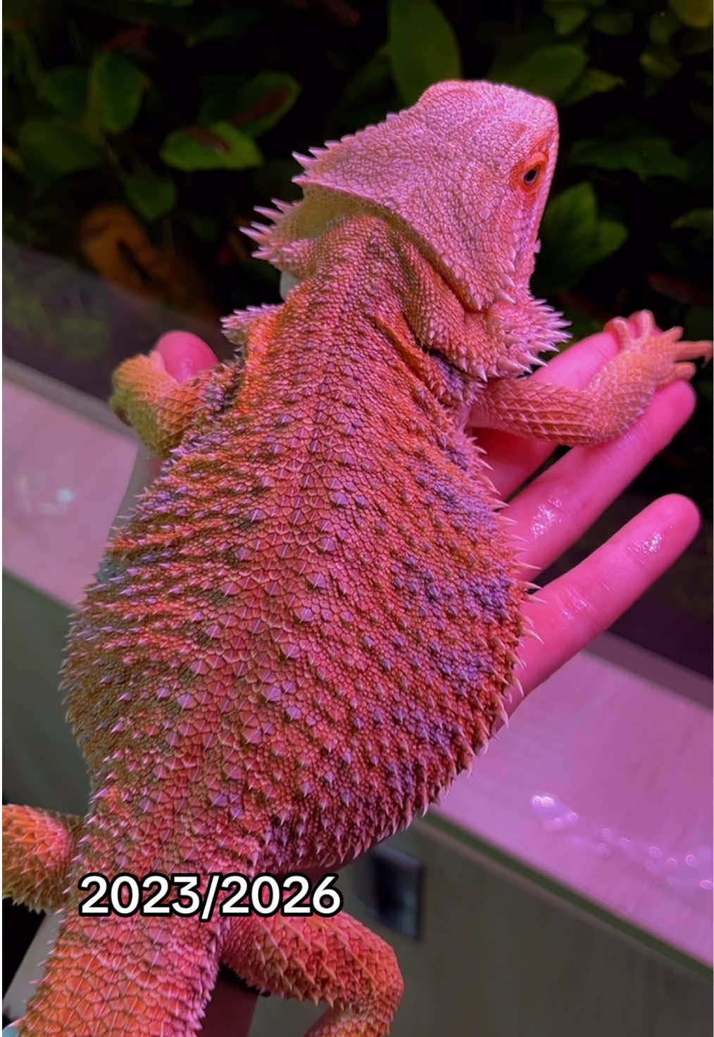 @🦎❤️Геля и питомцы❤️🦎