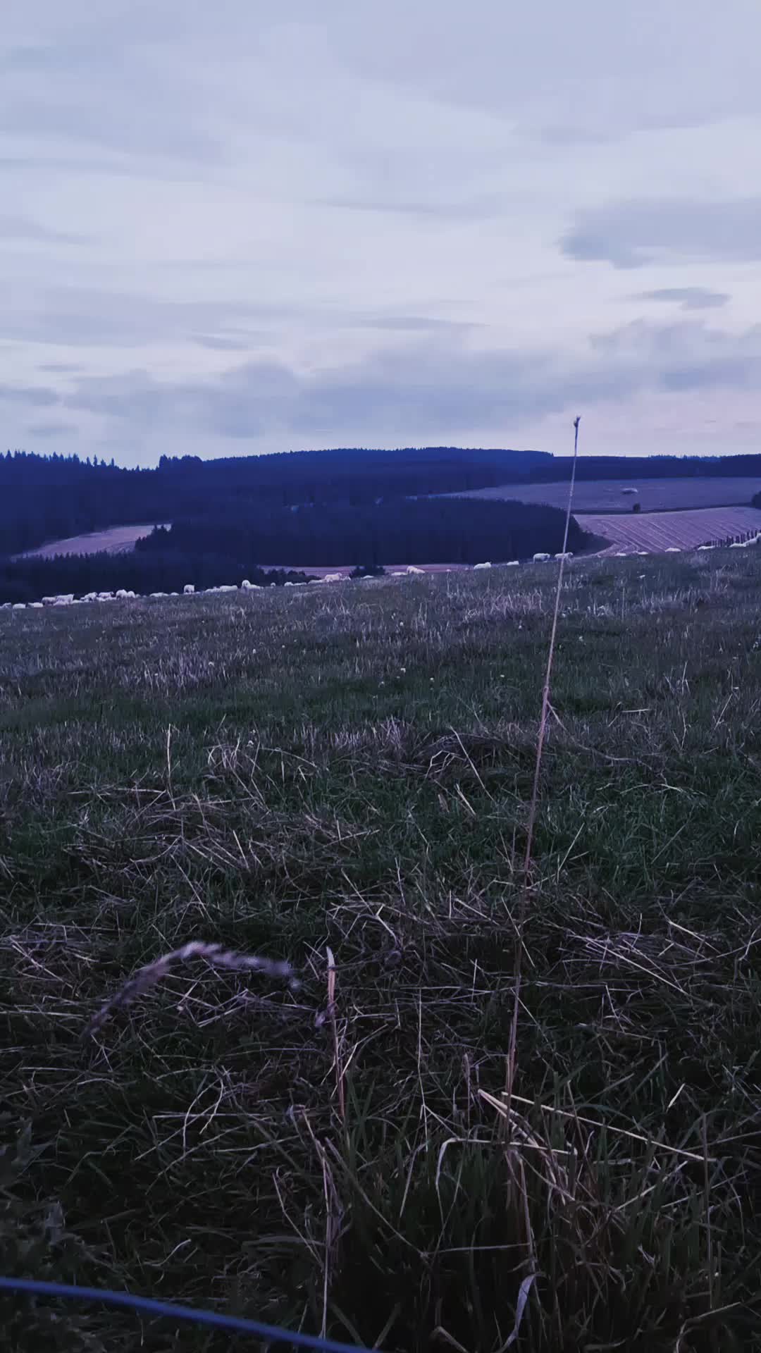 @⦻AkutagawasDying⦻