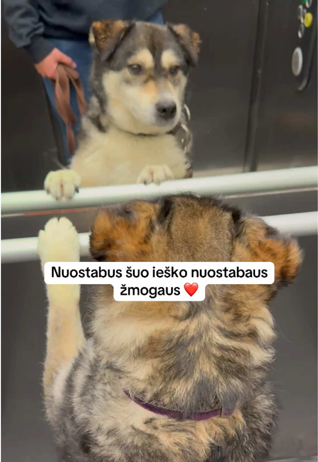 @Keturkojo Viltis