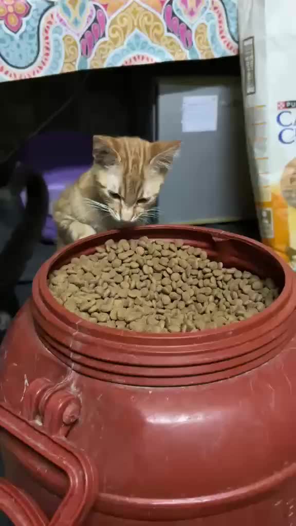 @Greek Animal Rescue