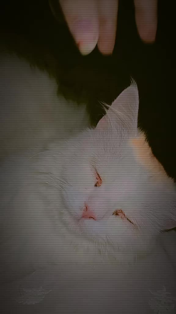 @࿇♥𝕄𝕒𝕙𝕚♥࿇