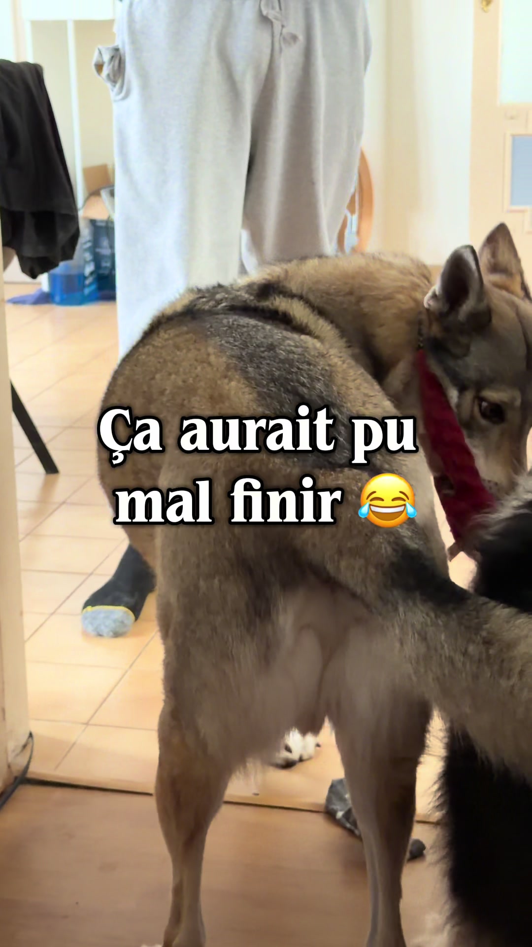 @La meute d’Otone 🐺