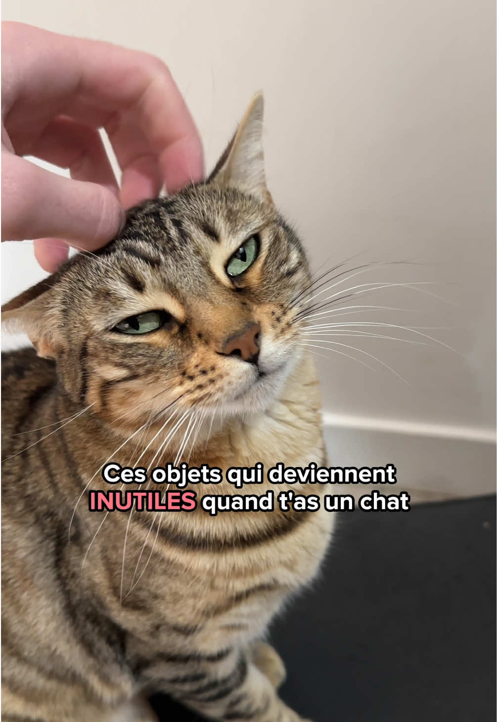 @Ricki the Bengal