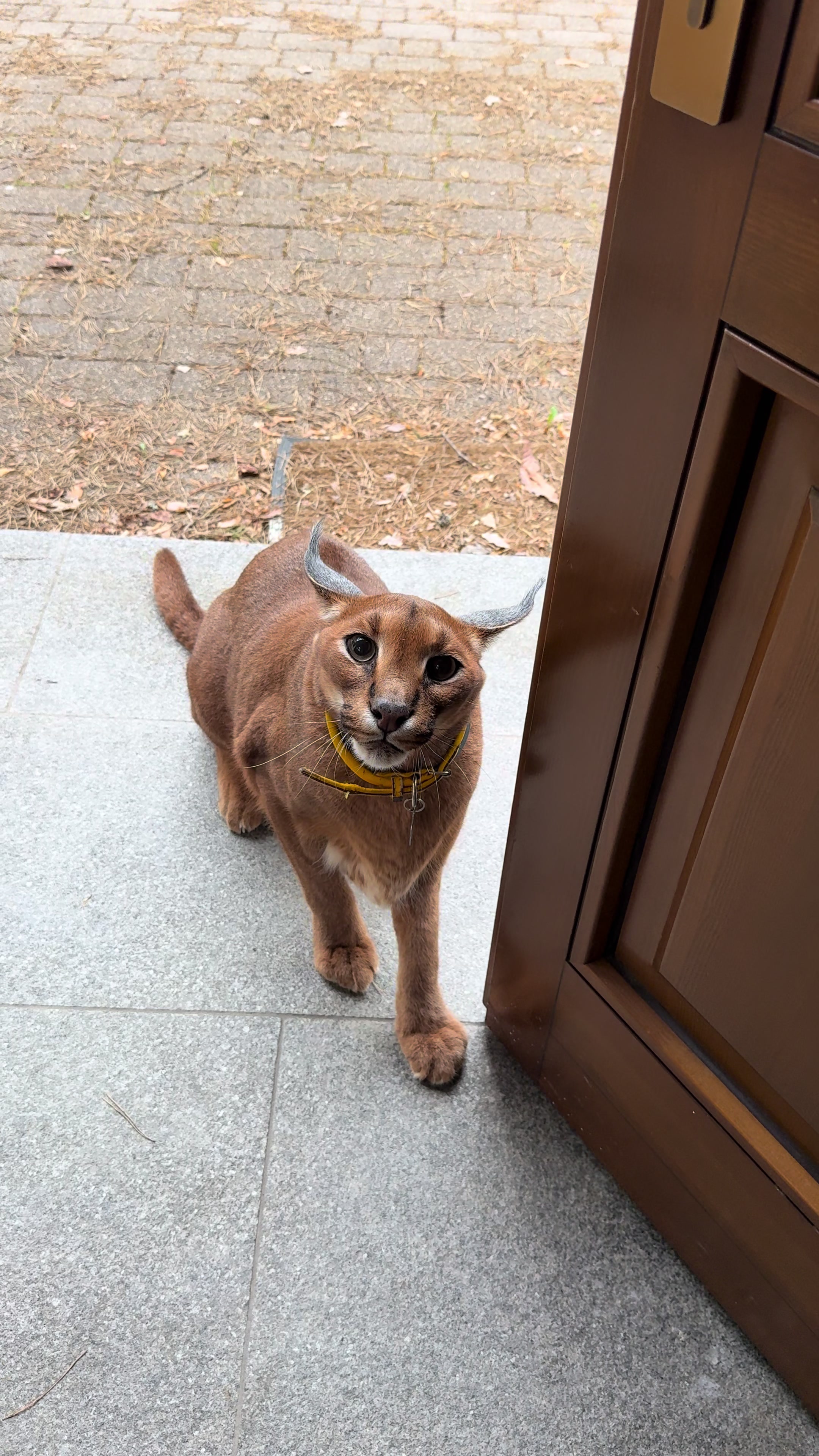 @Pumba Caracal
