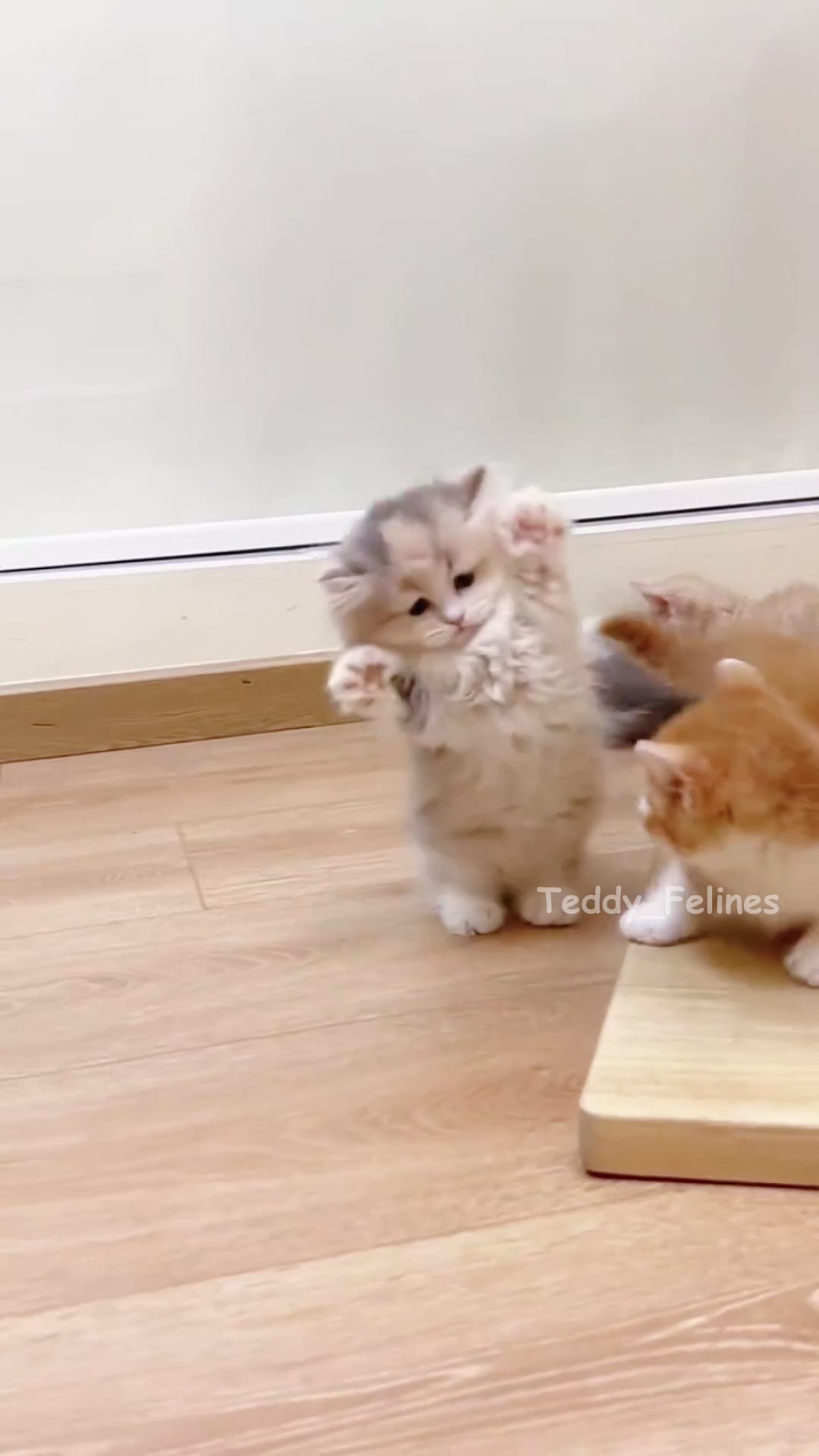 @Teddy_Felines 🧸🐾