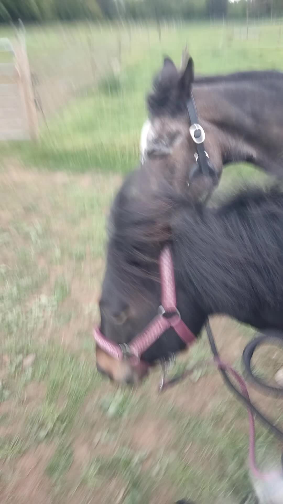 @The adventures of Rockrose 🐴