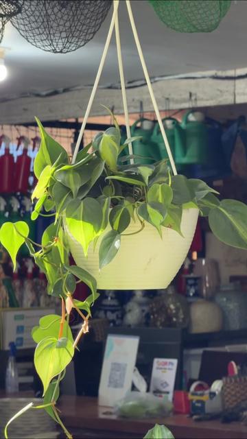 @BM-JOV GARDEN CENTER