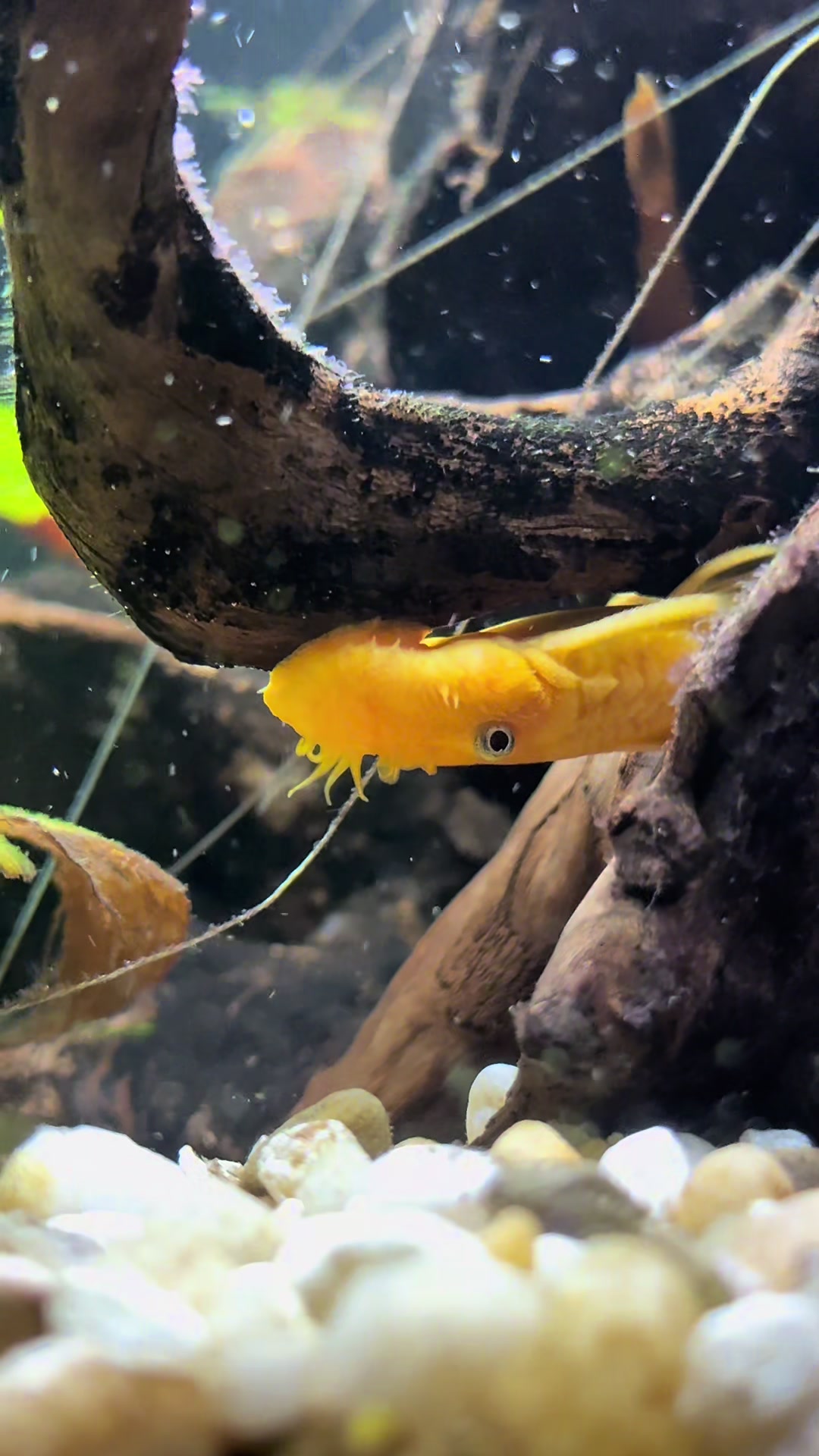 @Cichlid Adventures