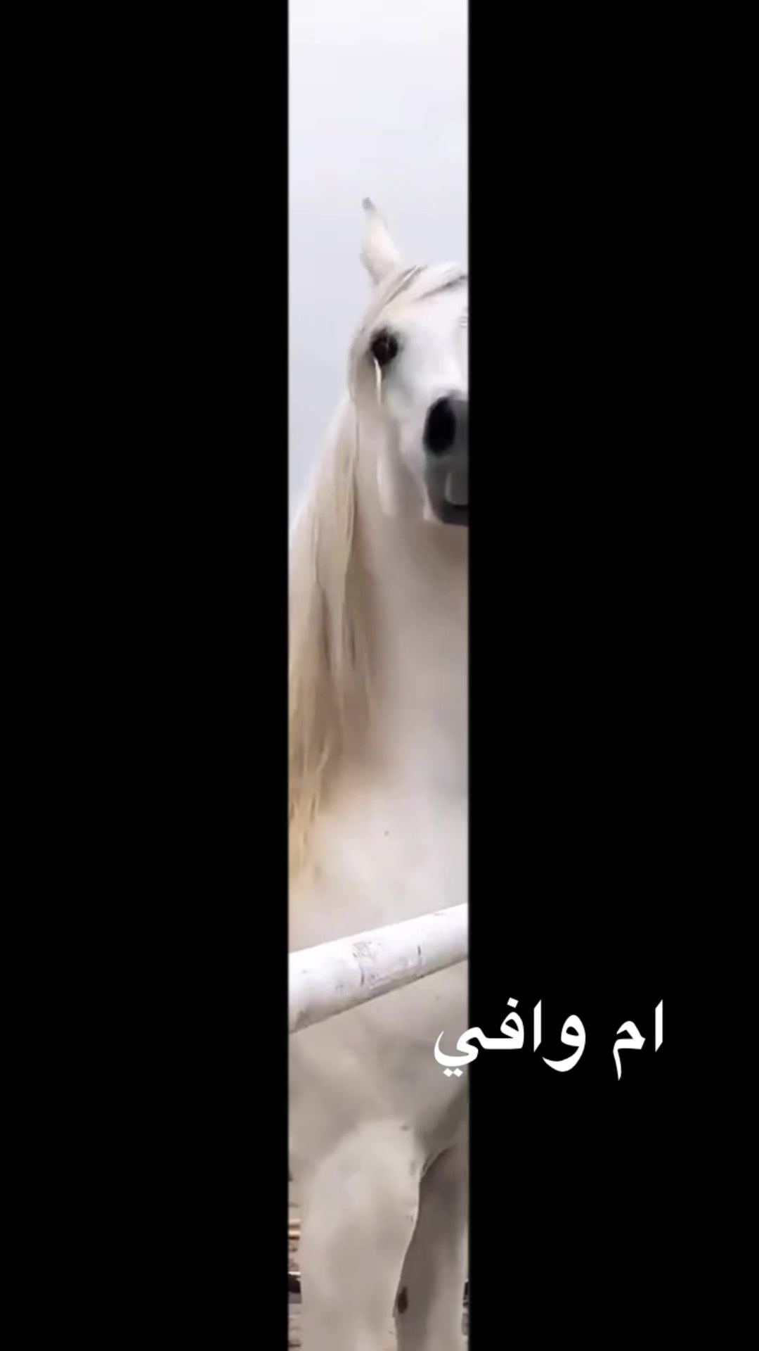 @ام وافي ❤️❤️