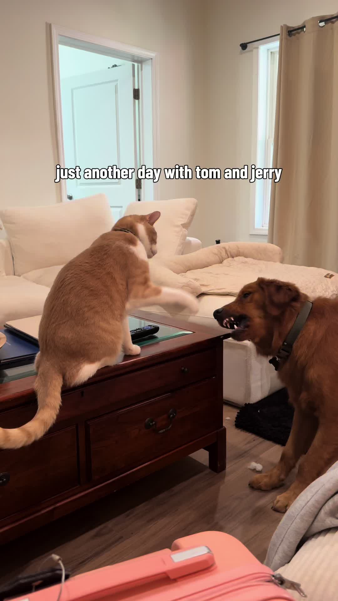 @Finn the Golden