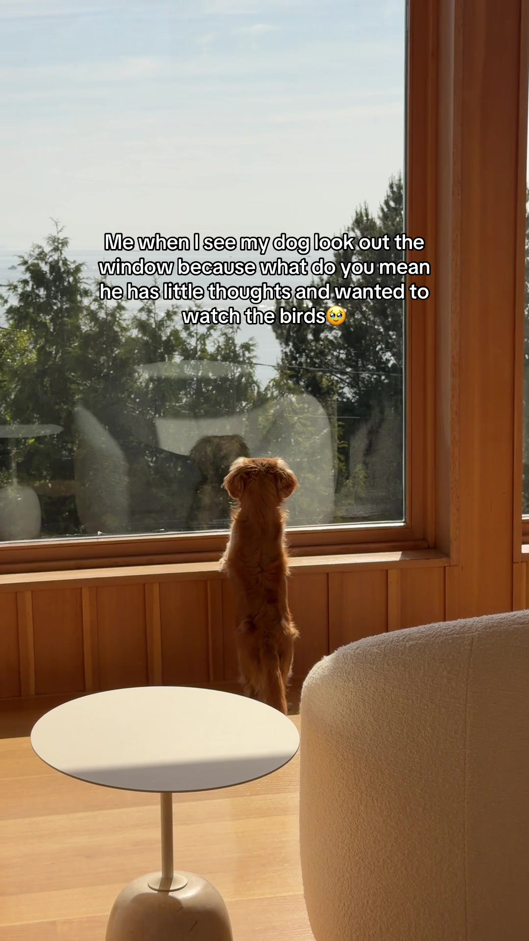 @cashewdachshund