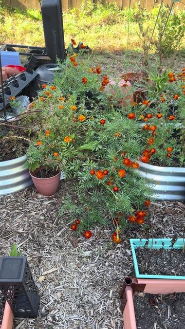 @Buff Gardener
