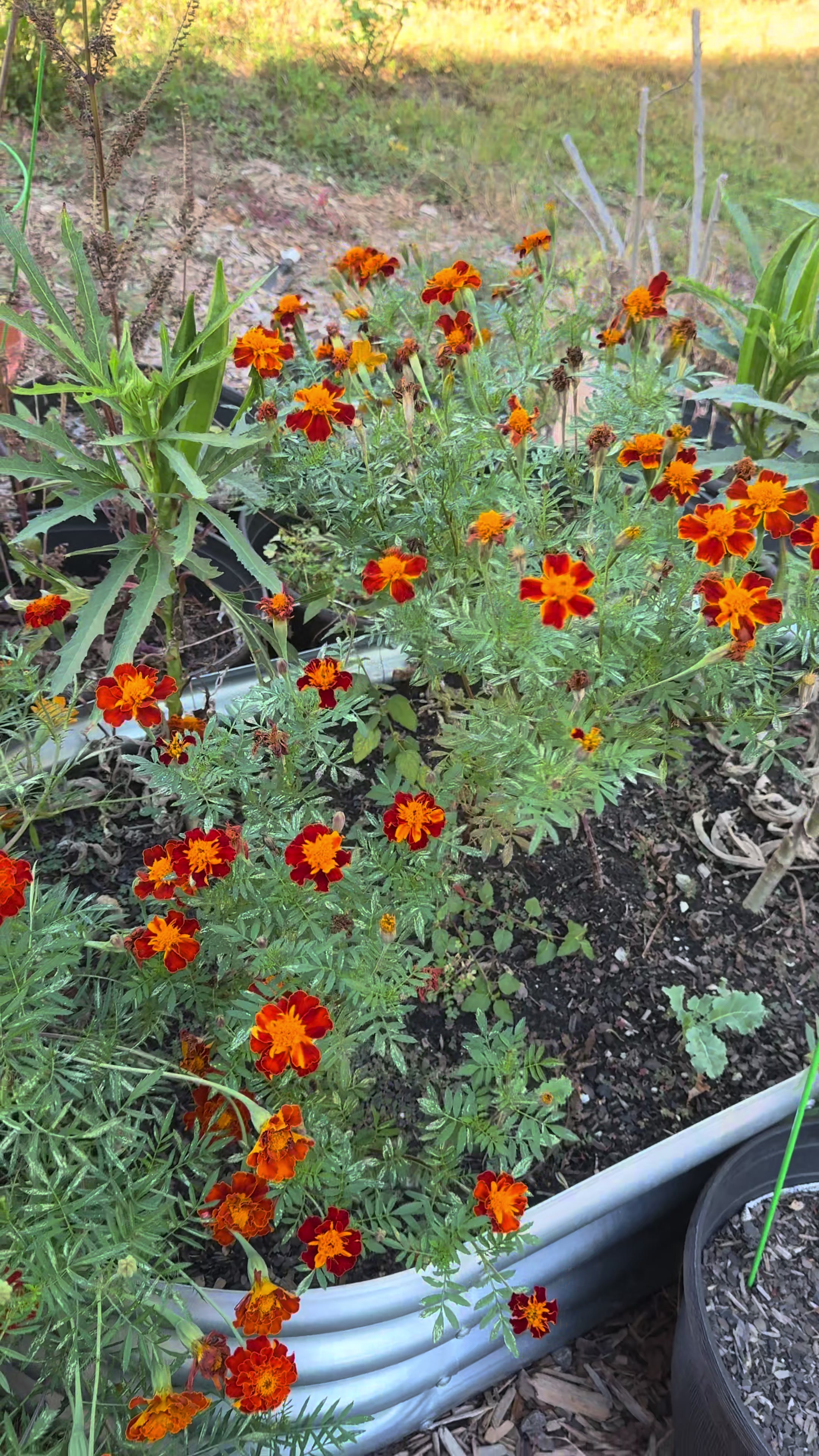 @Buff Gardener