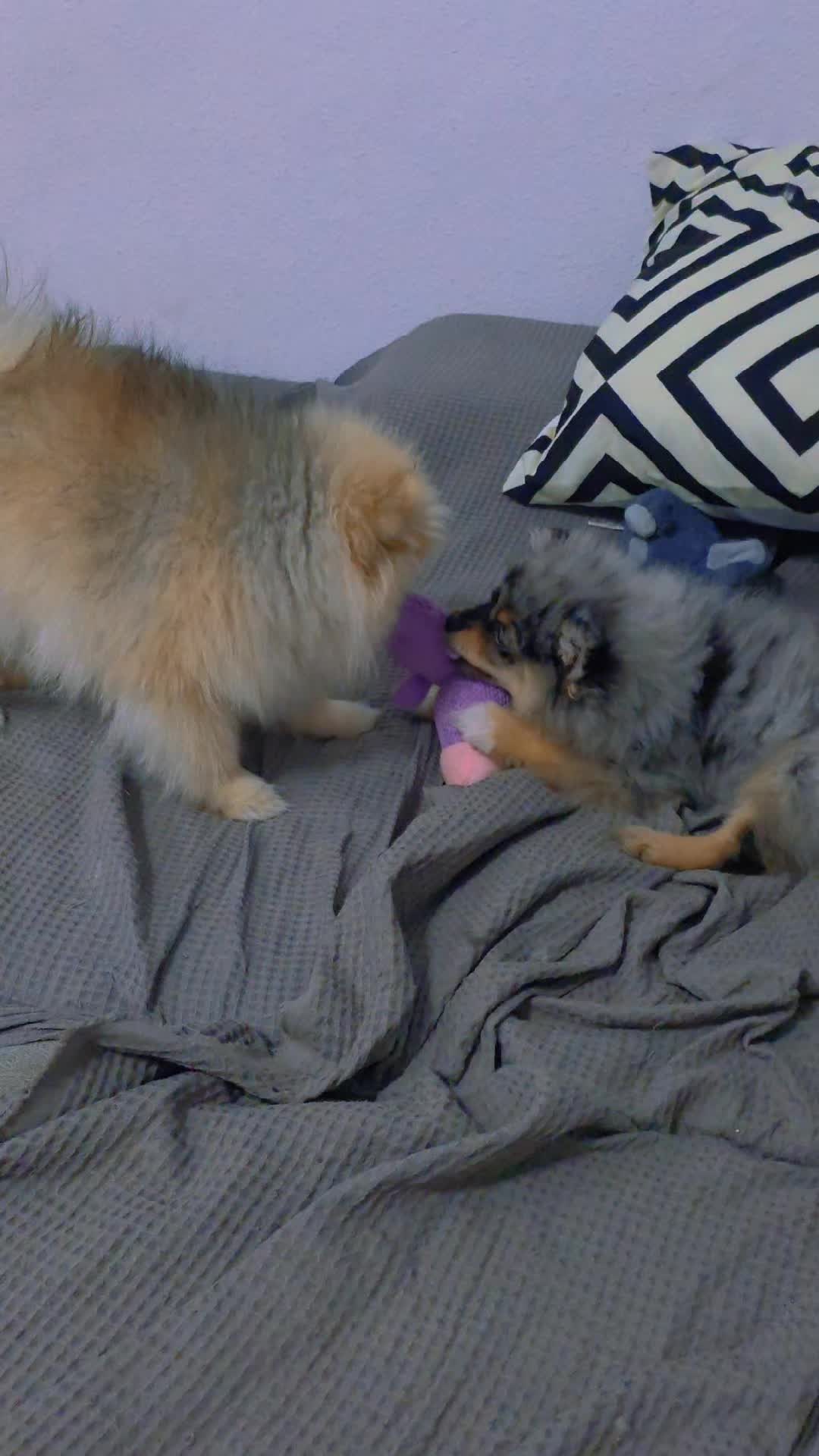 @baloo.the.pom
