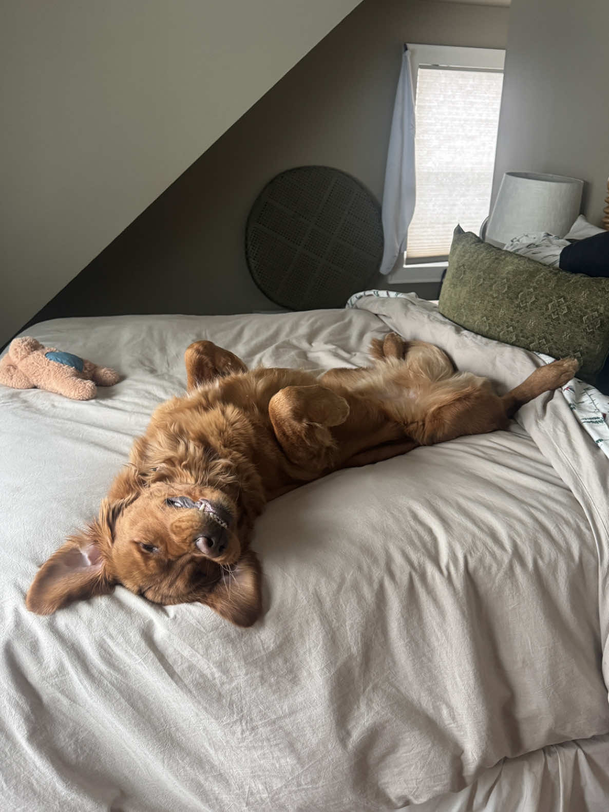 @Rooster The Red Retriever