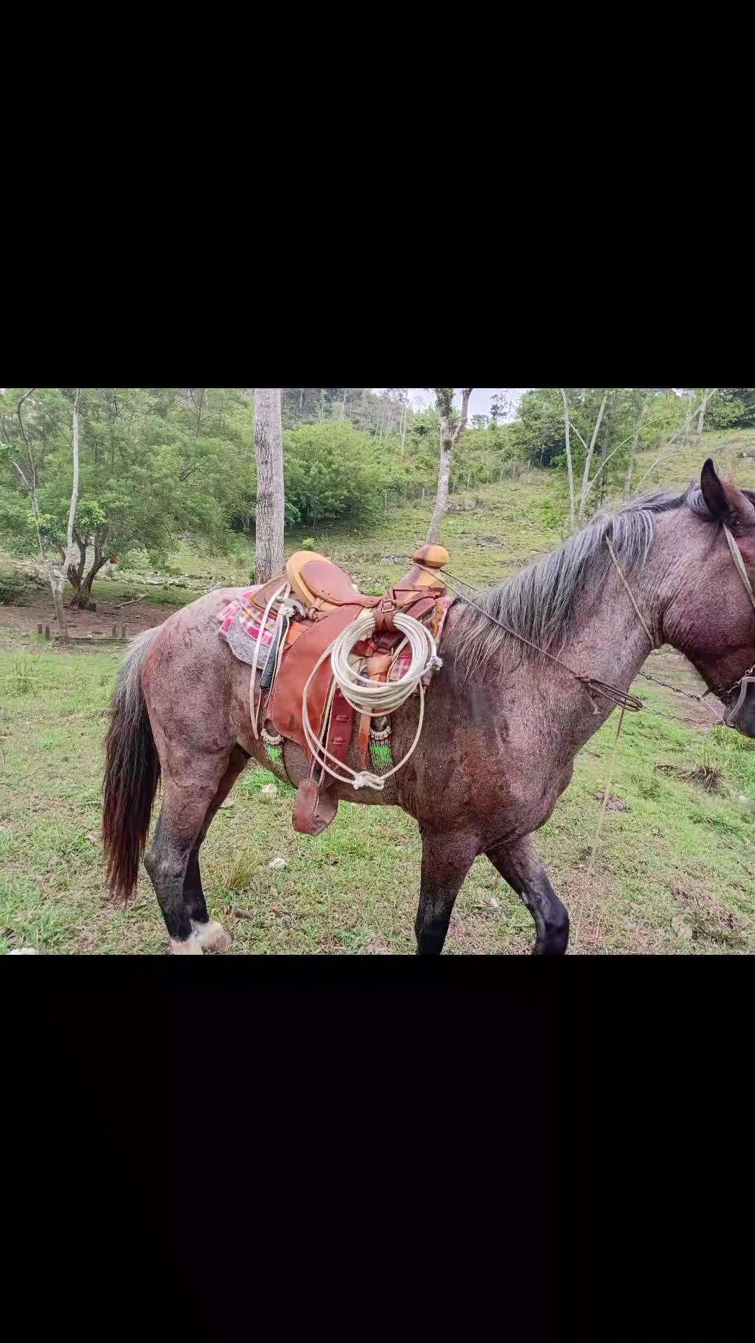 @vaquero 🤠 Lopez