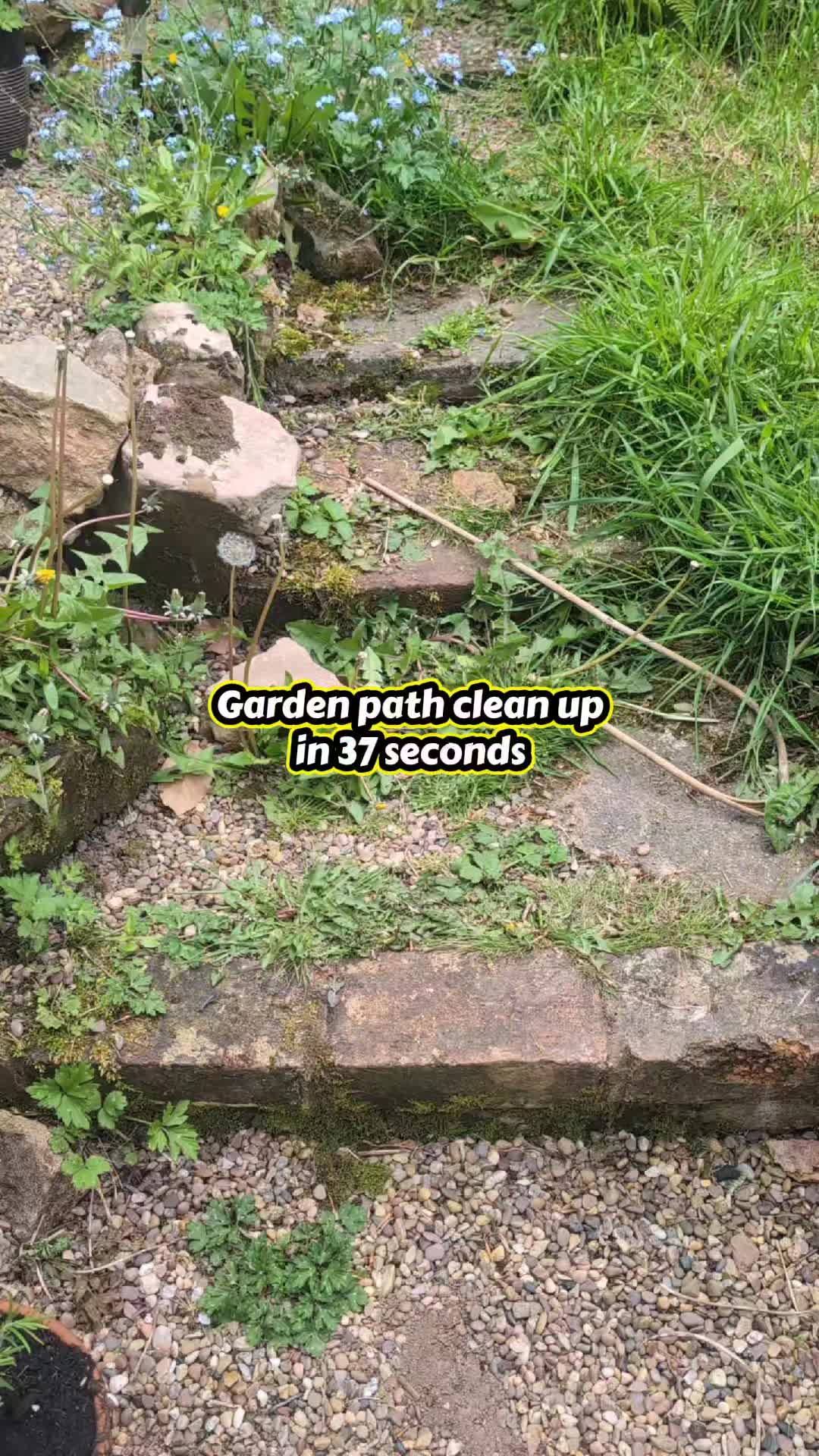 @Steady Going Gardener 🌸🌿
