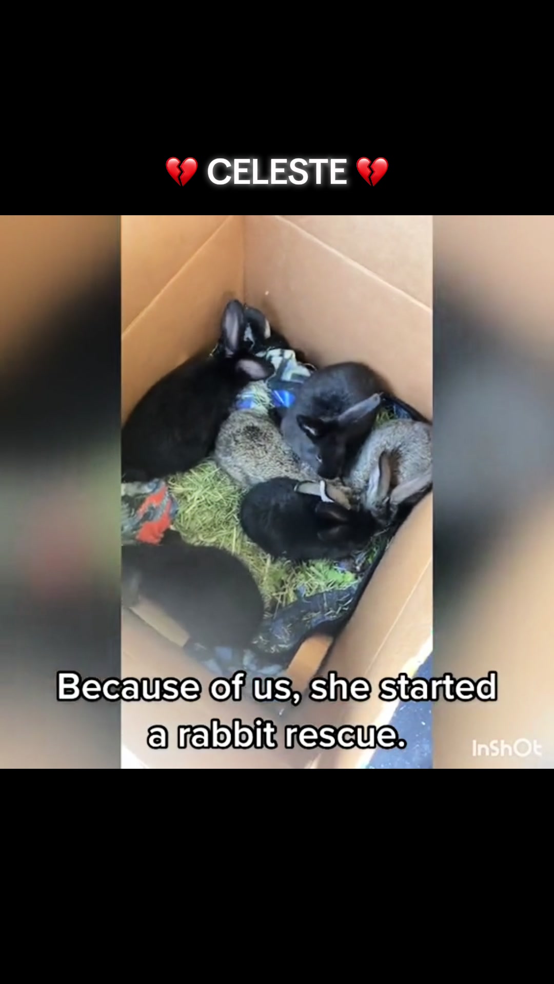 @Romeo Rabbit Rescue
