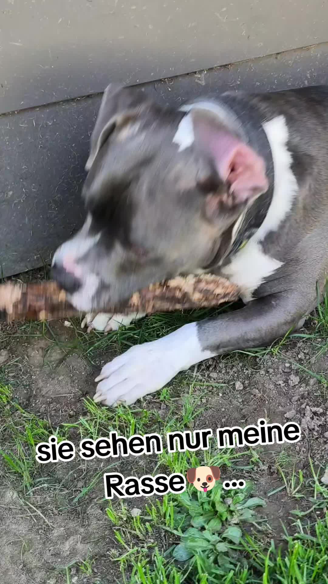 @Kampfschmusser_Nero🖤