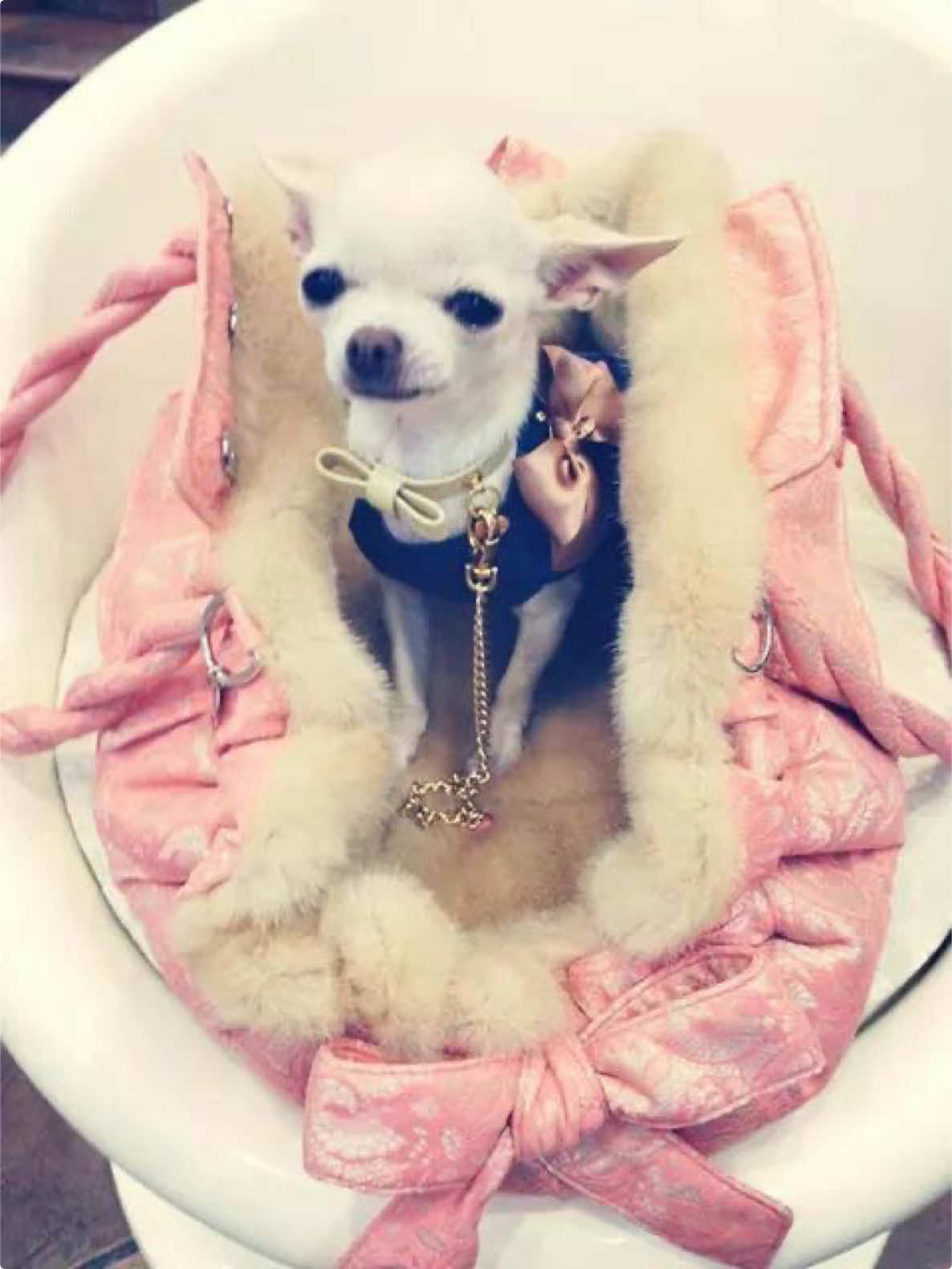 @ฅ^•ﻌ•^ฅ🎀🍮