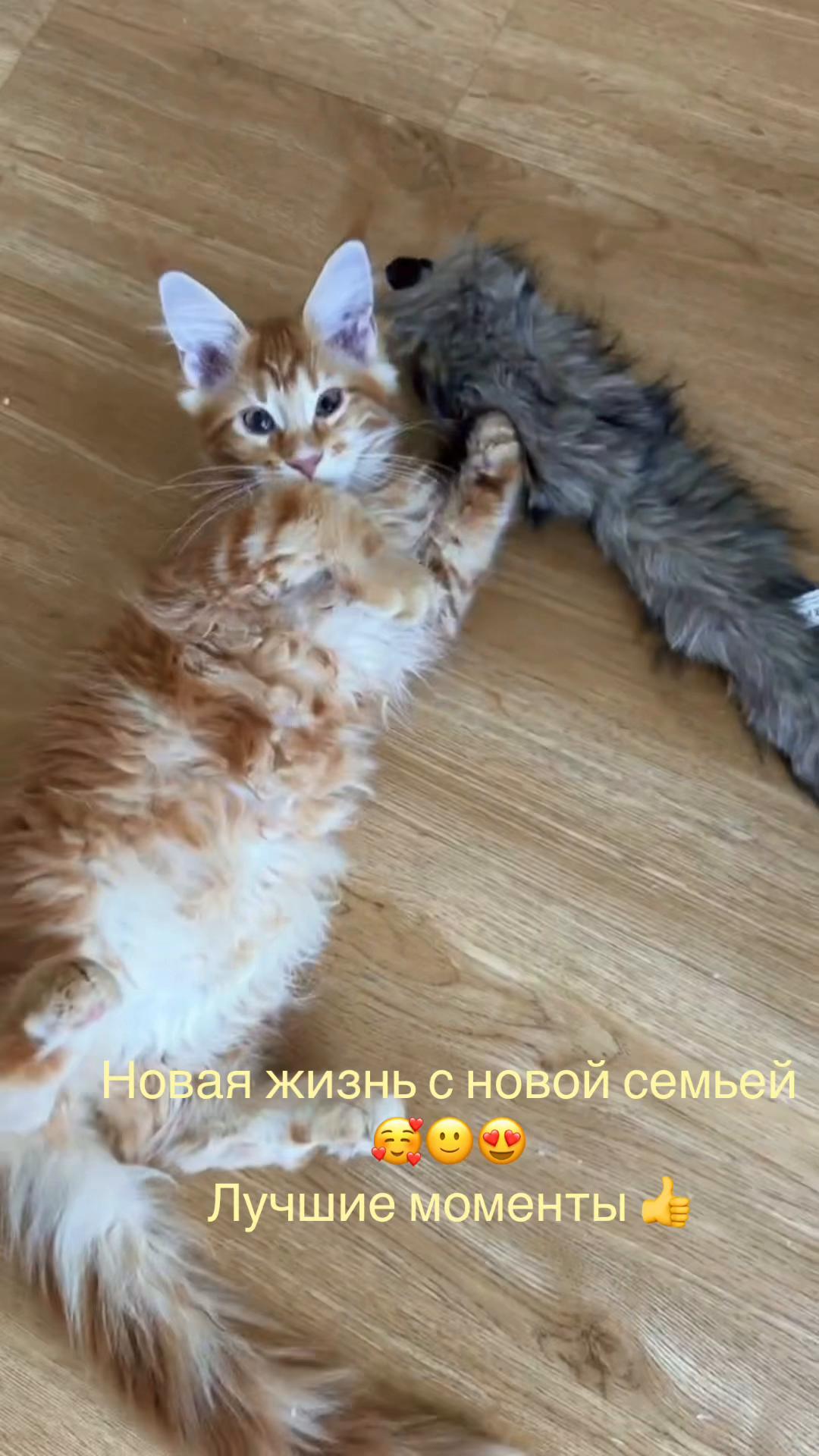 @Golden Maine Coon