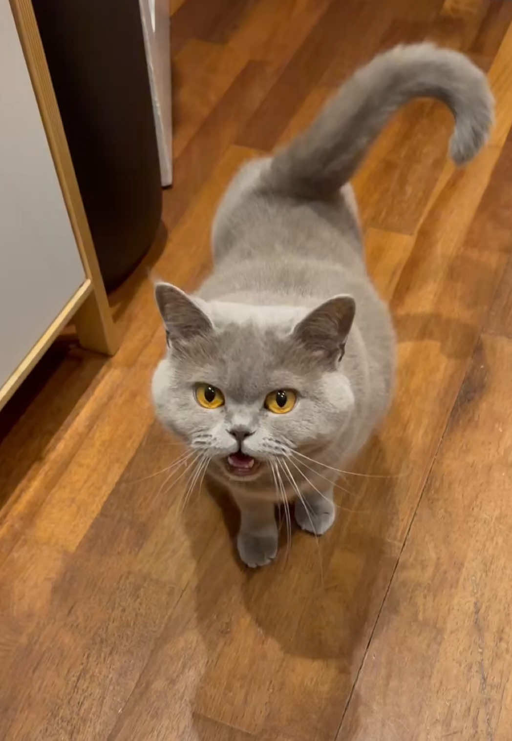 @Purrpawspals ✨