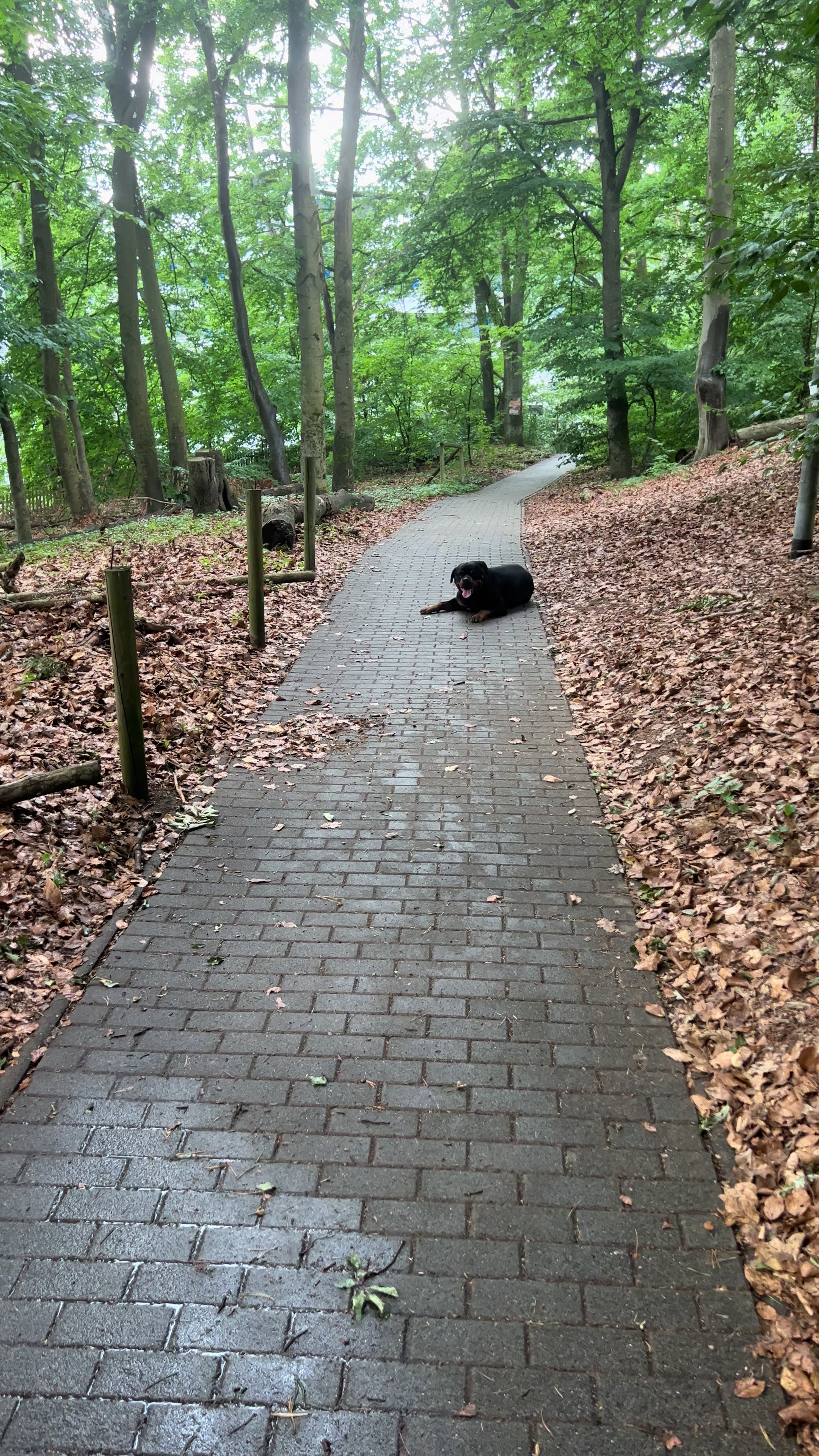 @Lucifer_Rottweiler
