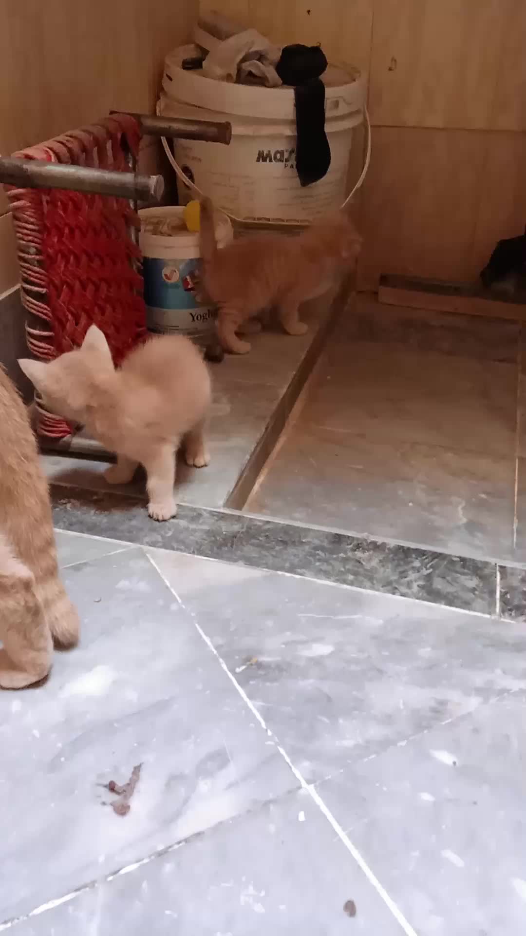 @cutecatlover8172
