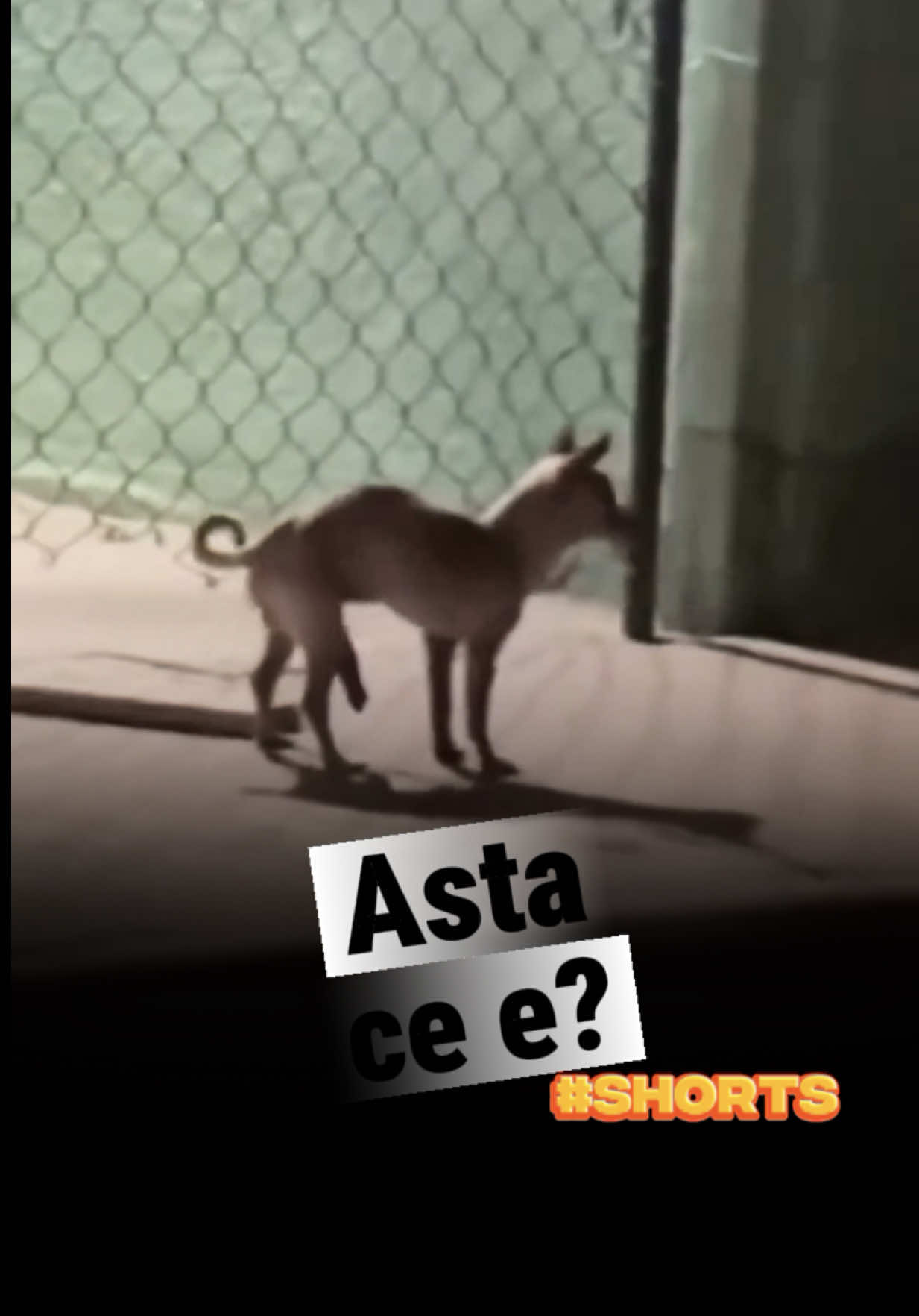 @daebator
