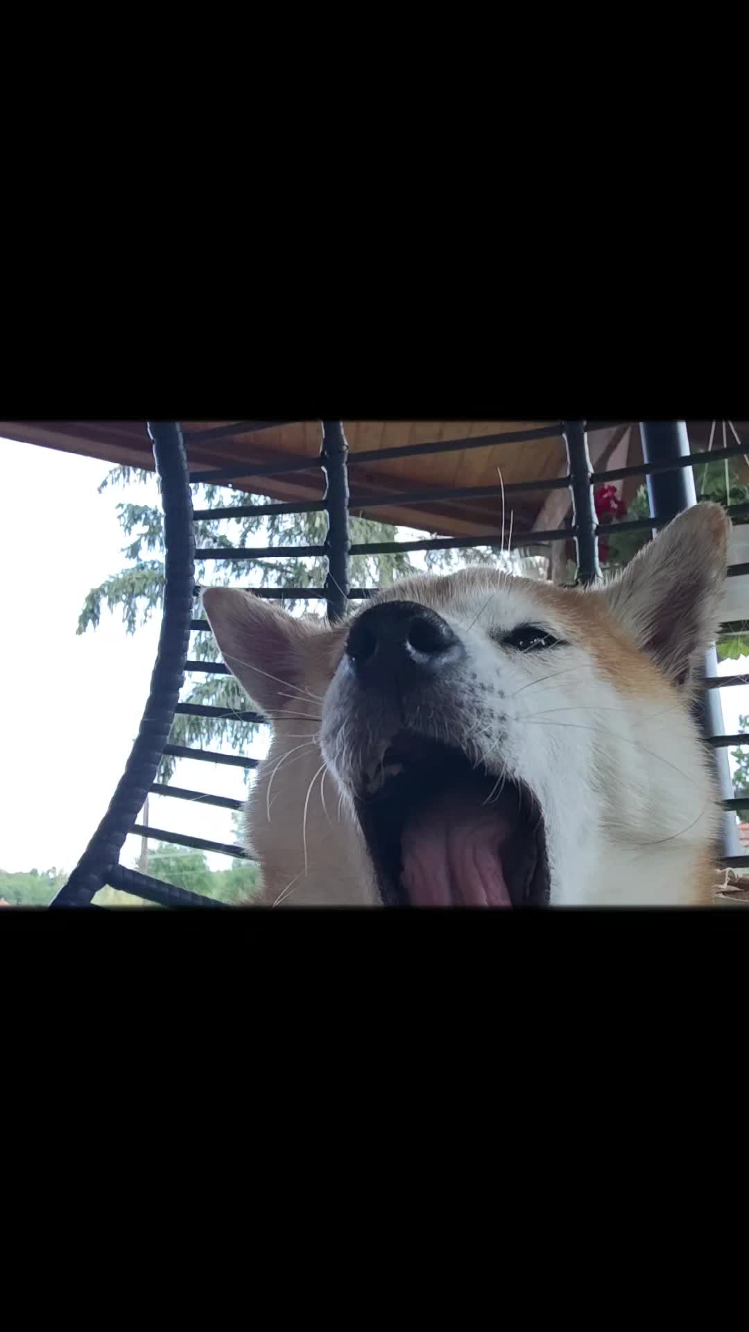 @Spirit of Asia Kennel