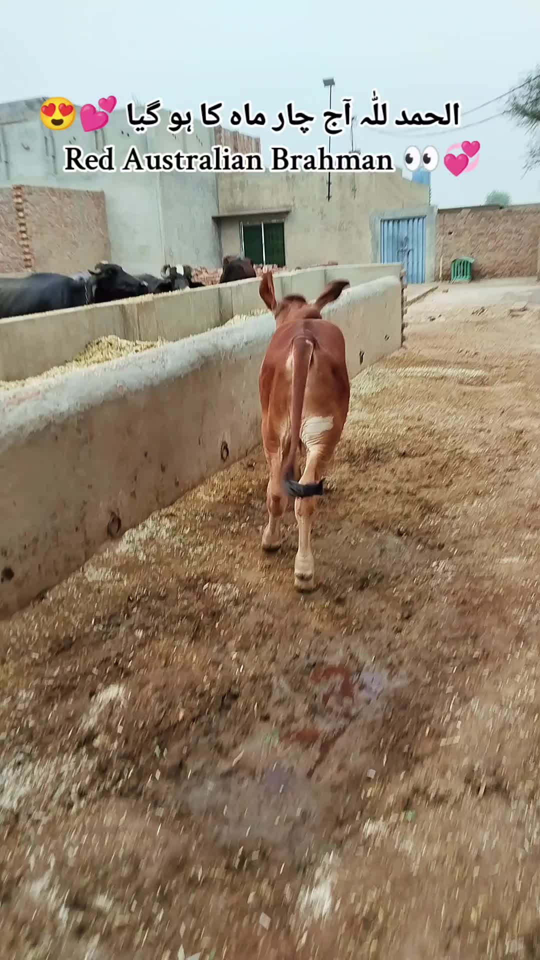 @The Brahmans Farming