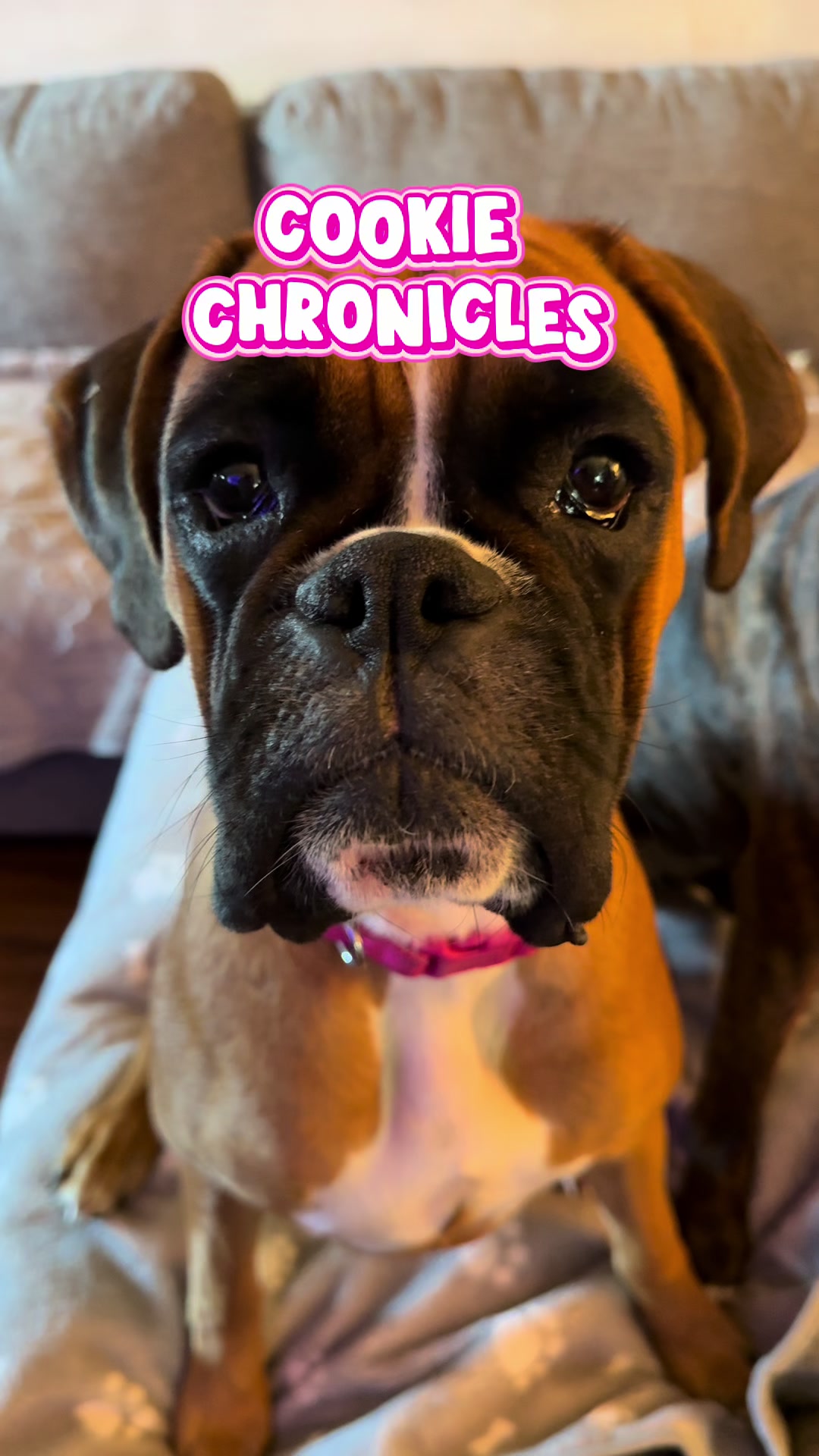 @boxermadness